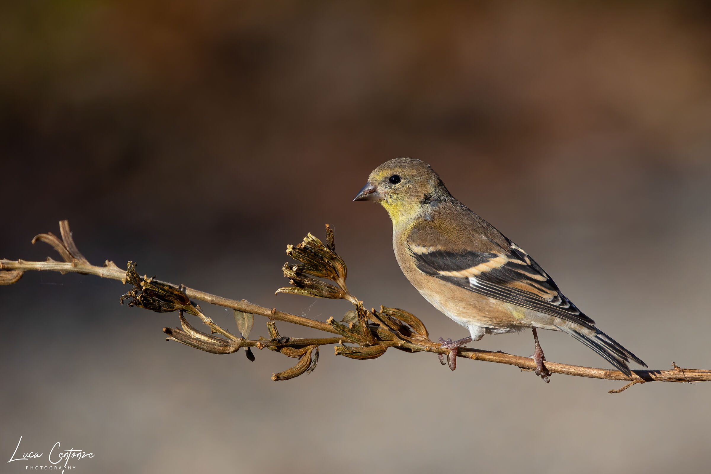 Gold Finch (Spinus tristis)