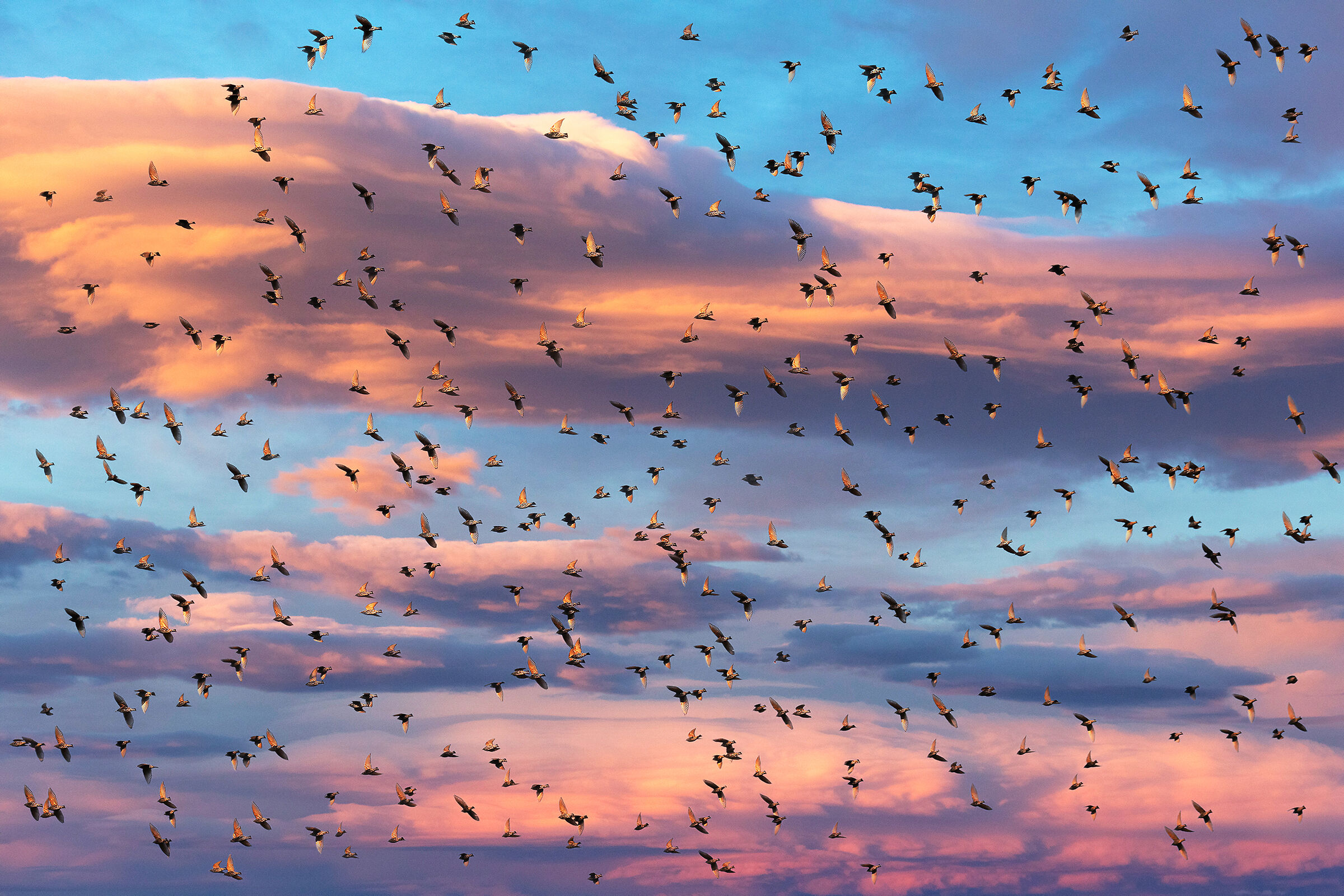 " WINGS to Watch... EYES to Fly..."