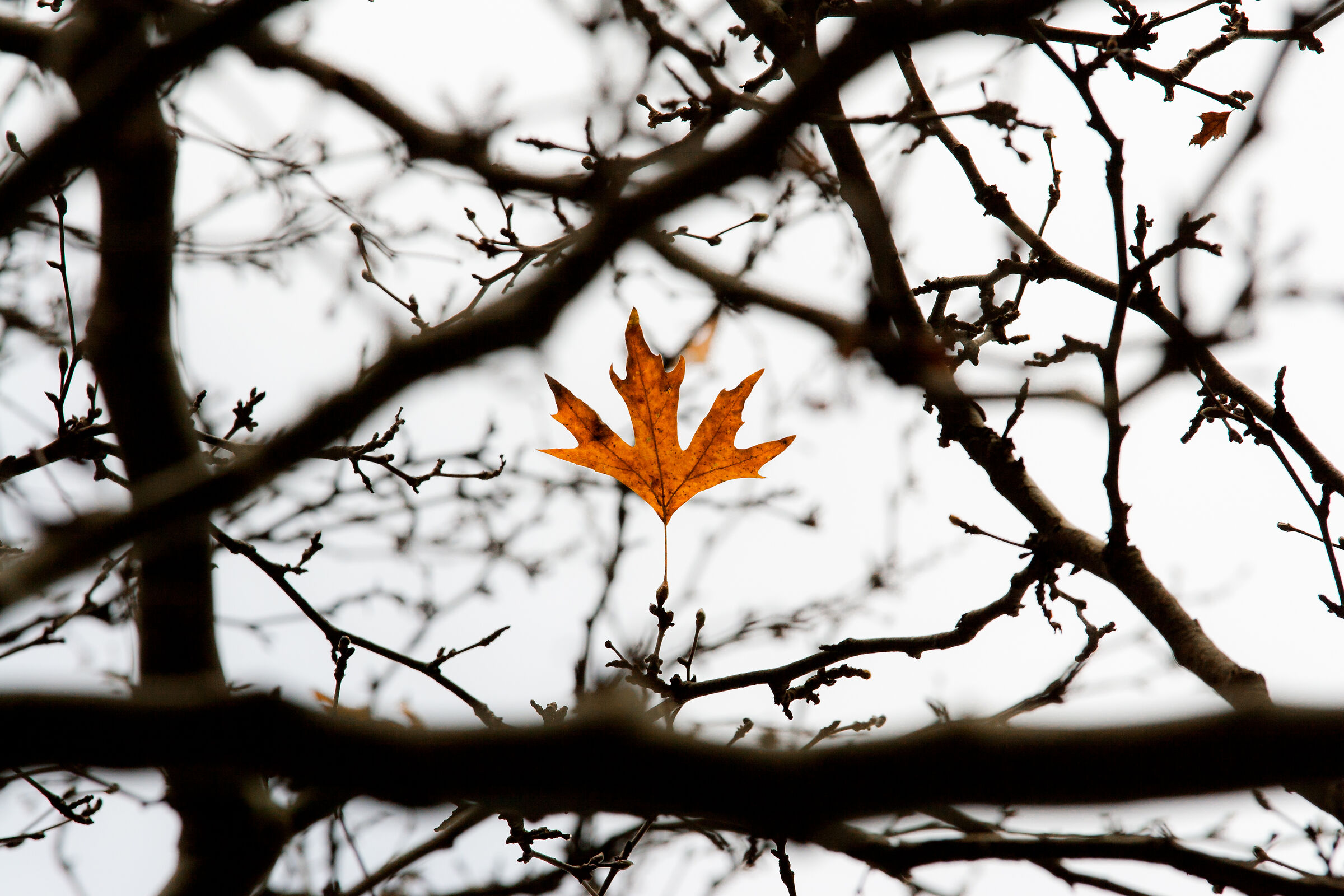 THE LAST LEAF