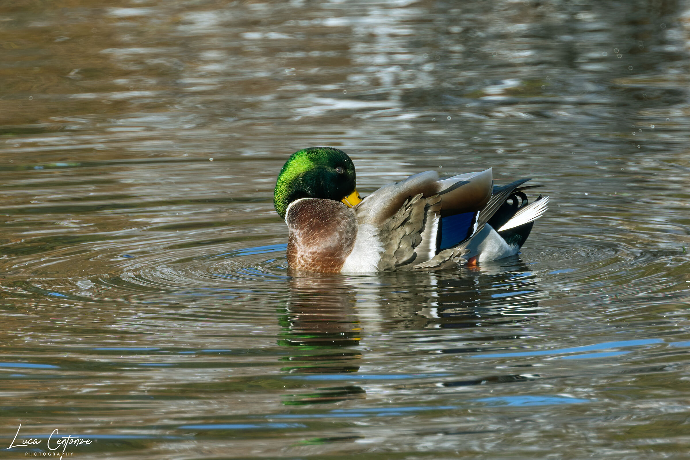 Mallard Duck (Spinus tristis) Germano Reale