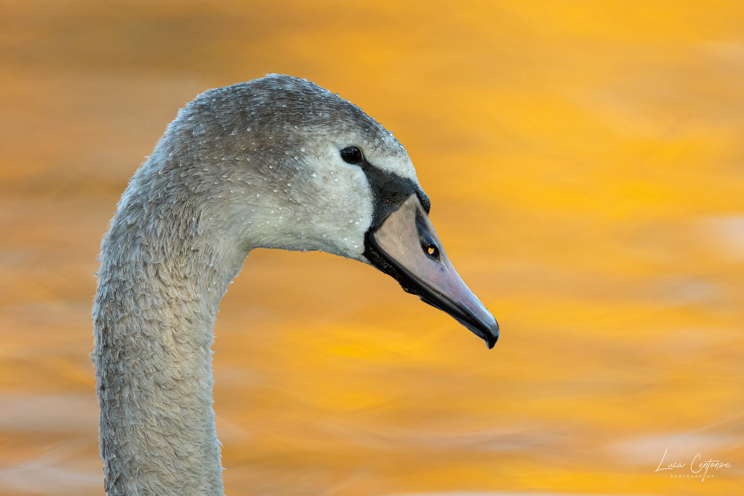 Primo piano di giovane Cigno