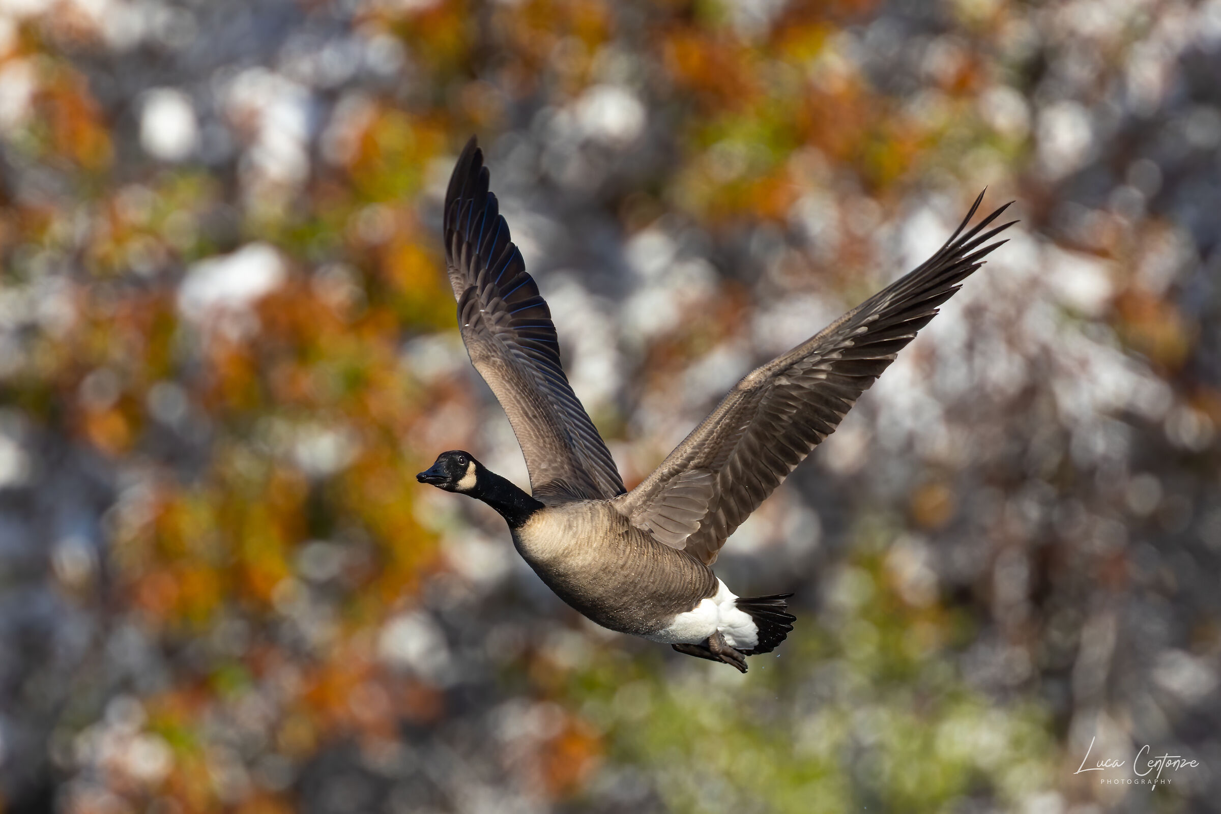 Canada Goose in Flight (Branta canadensis)