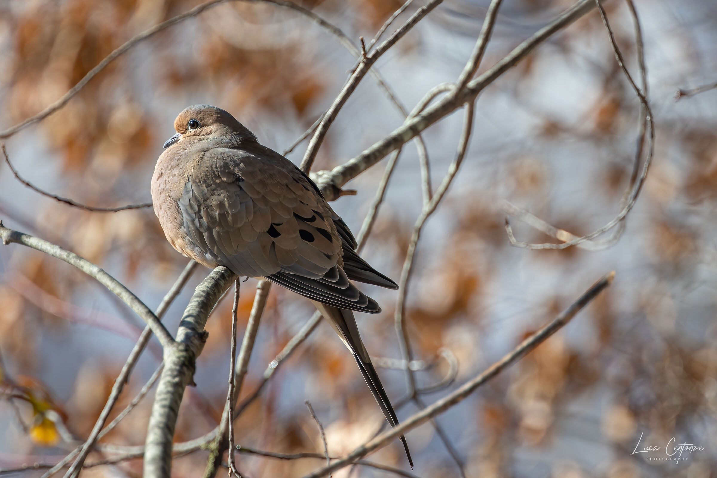 Mourning Dove (Zenaida macroura) Tortora americana