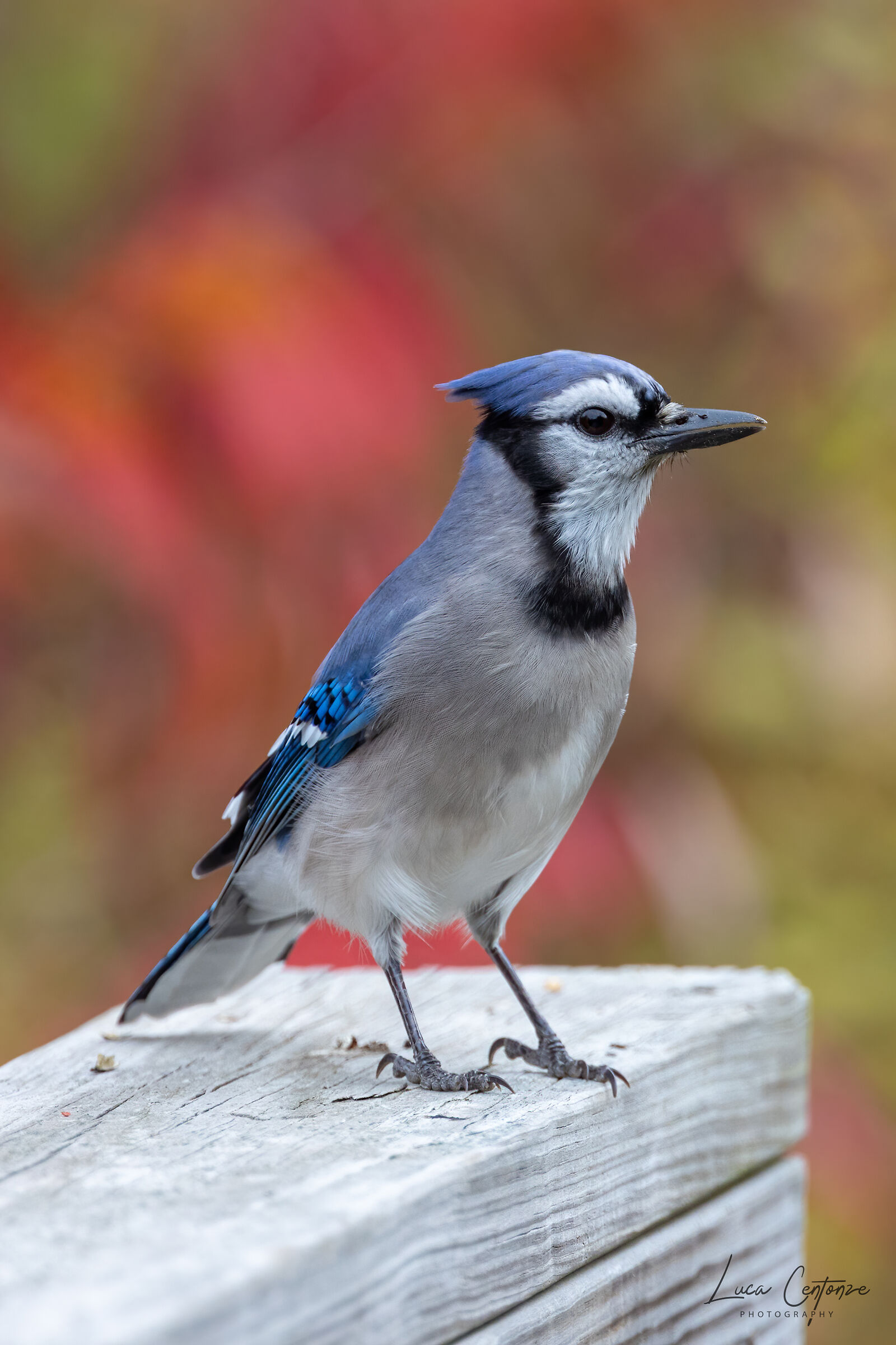 Blue Jay (Cyanocitta cristata) Acorn blue Acorn ameri.