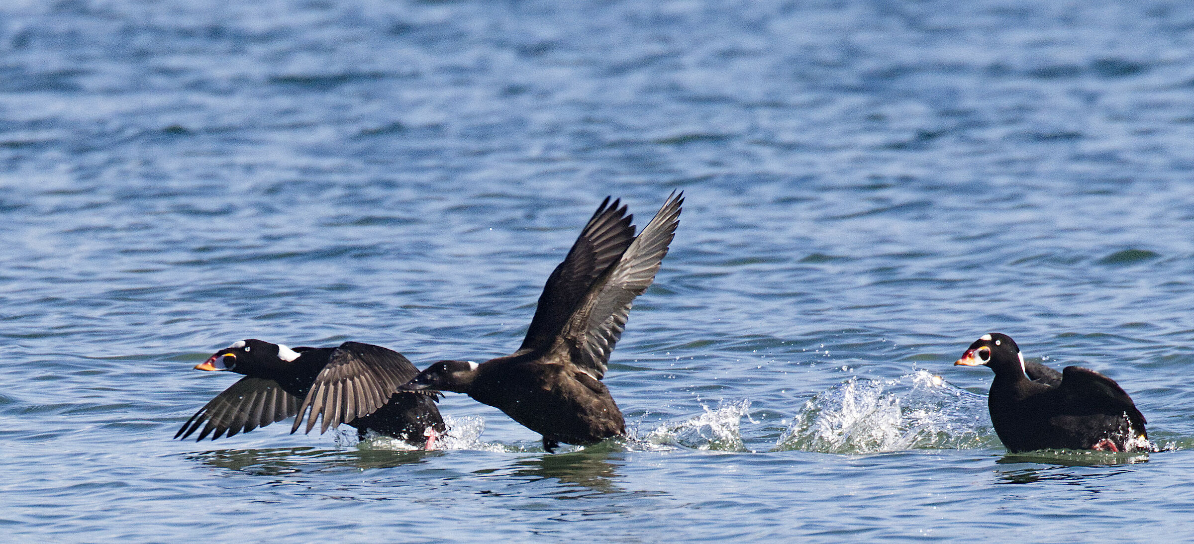 Surf Scoters (Melanitta perspicillata) che decolla...