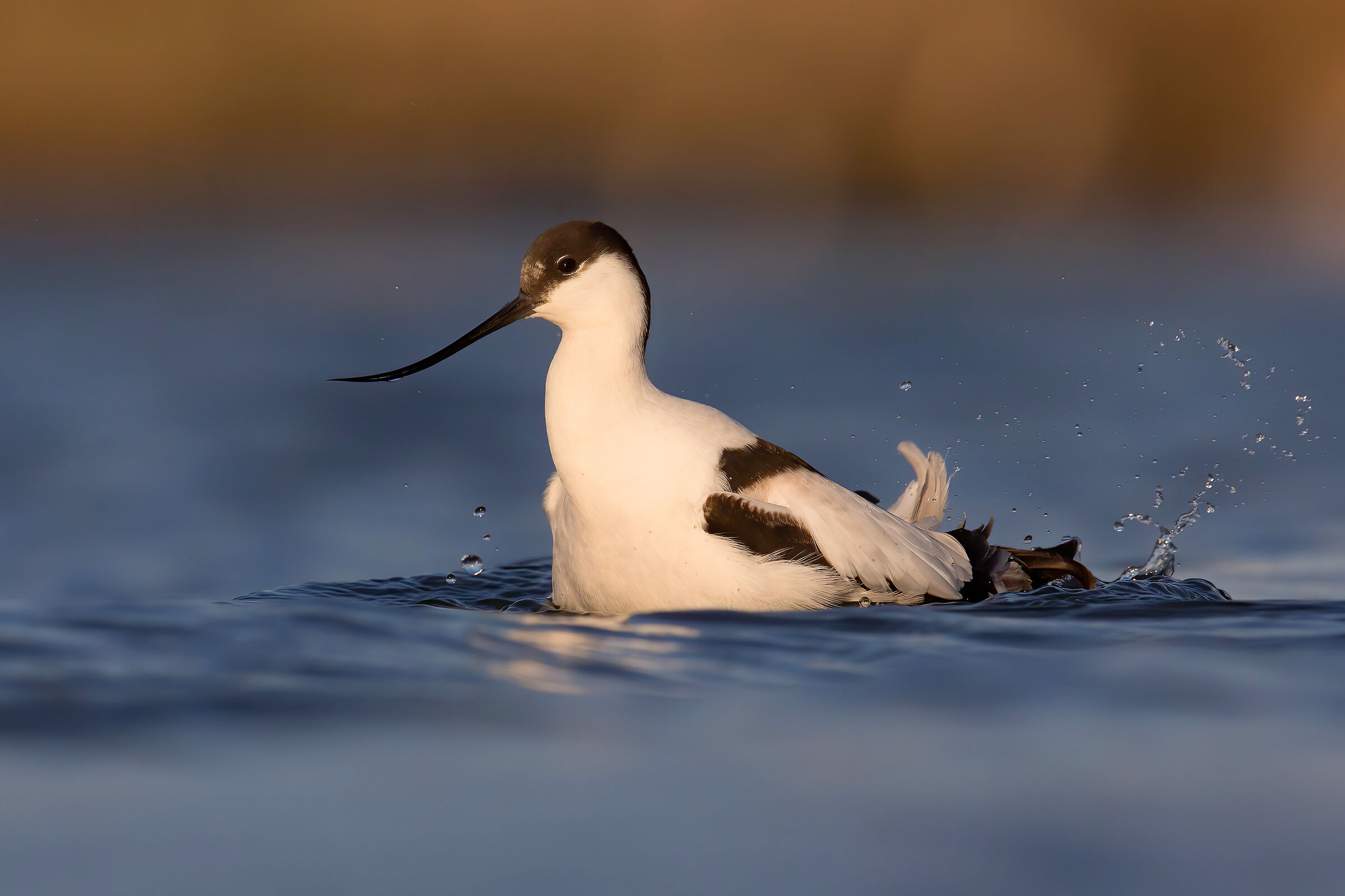 avocetta
