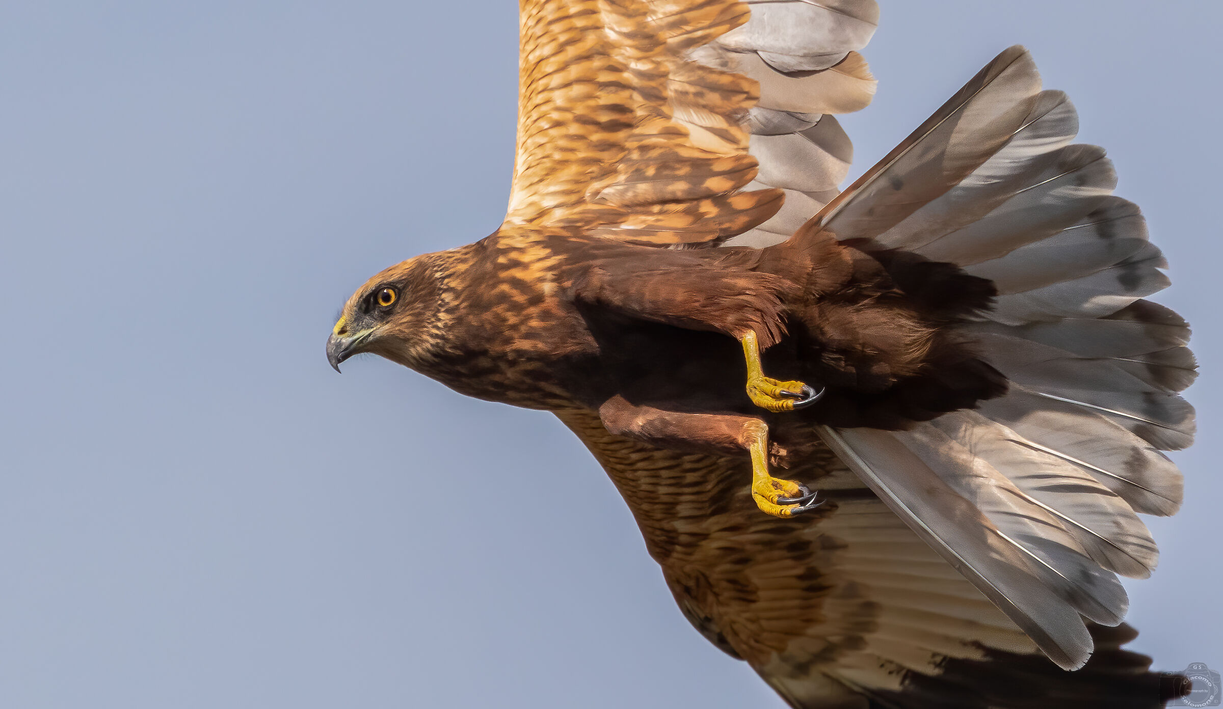 When the male Swamp Falcon passes too close