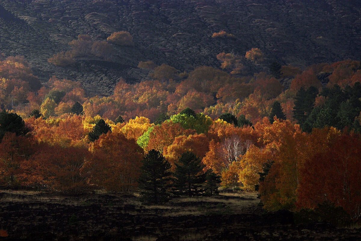 Foliage on Etna