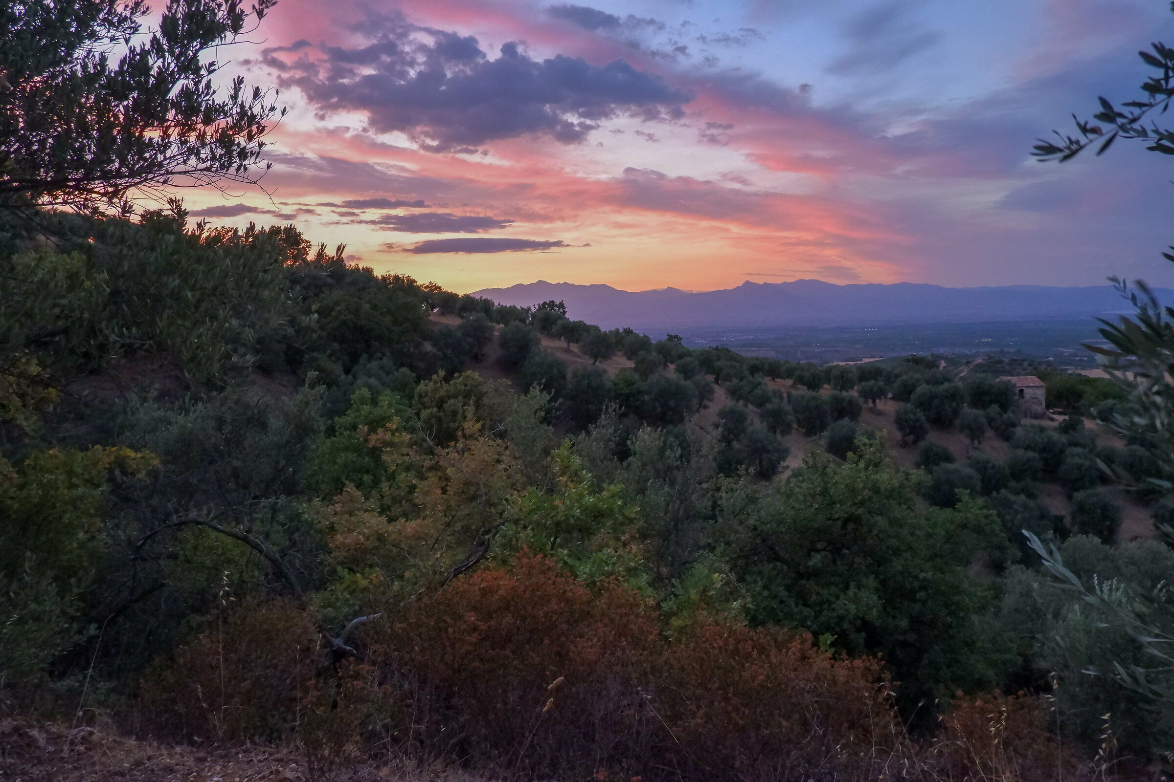 Olive grove at sunset #1