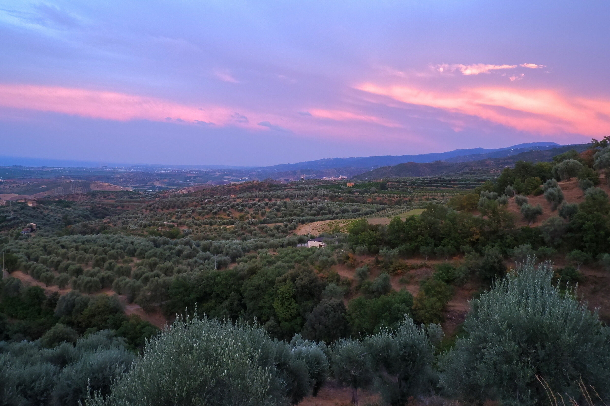 Olive grove at sunset #2
