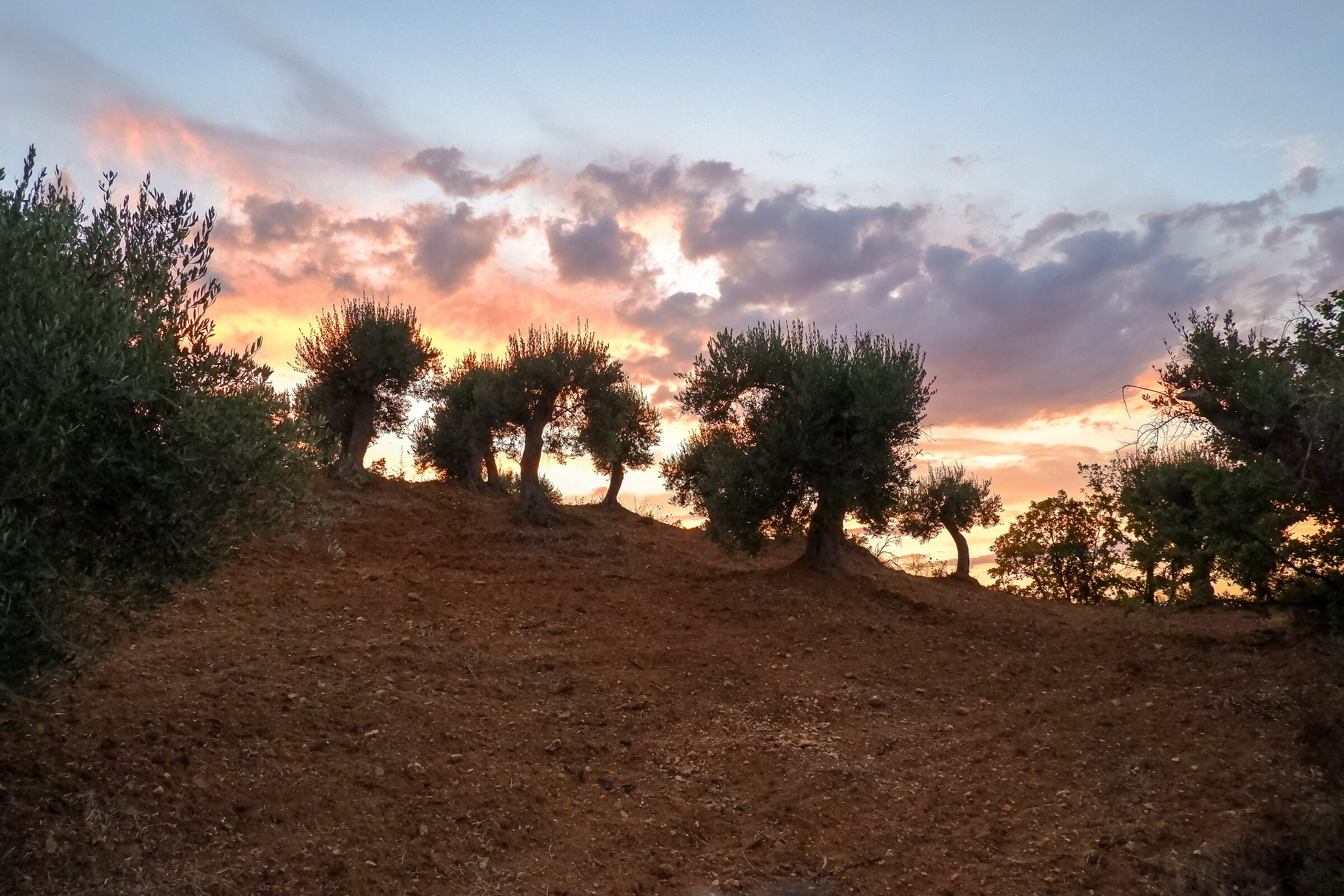 Olive grove at sunset #3