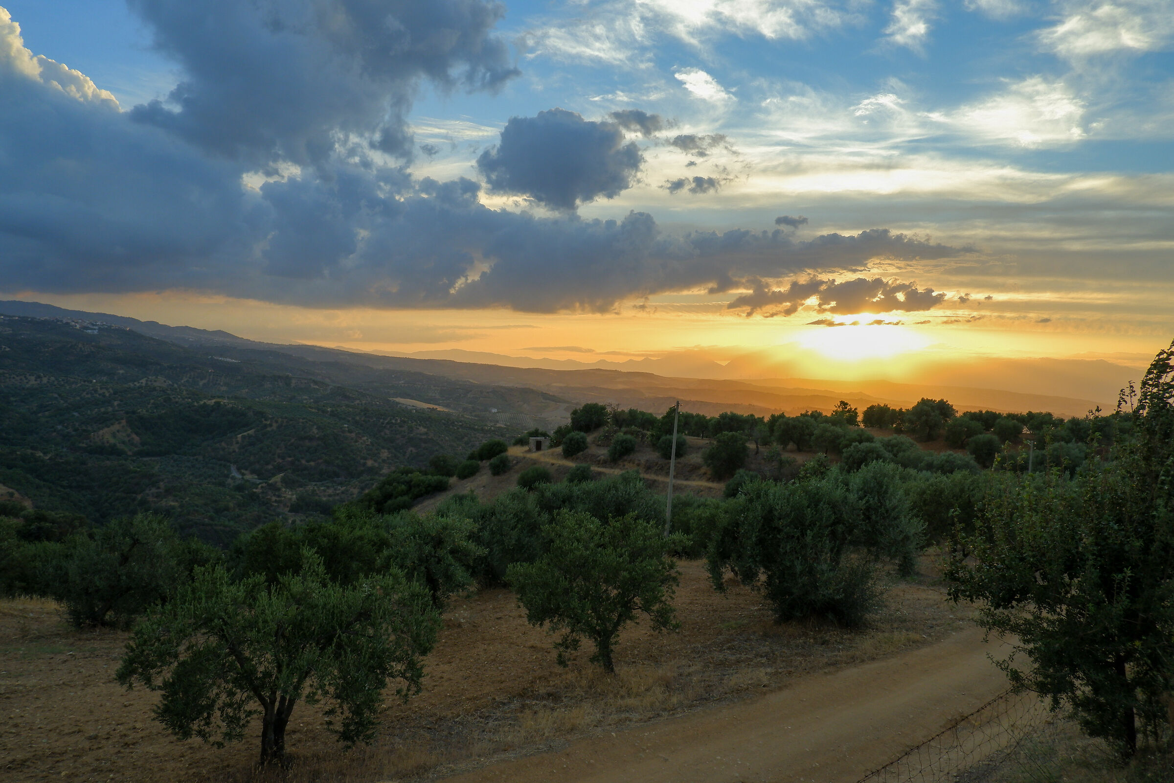 Olive grove at sunset #4