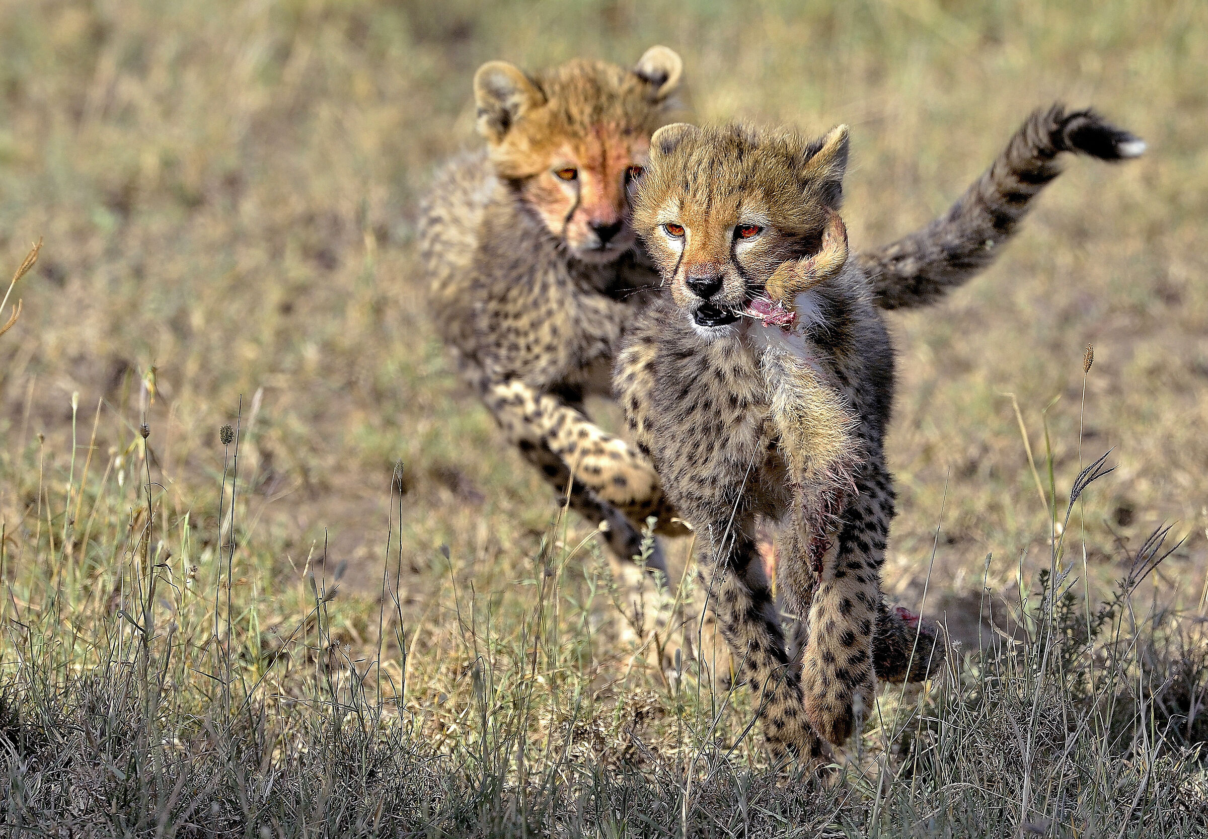 Caccia al codino di lepre
