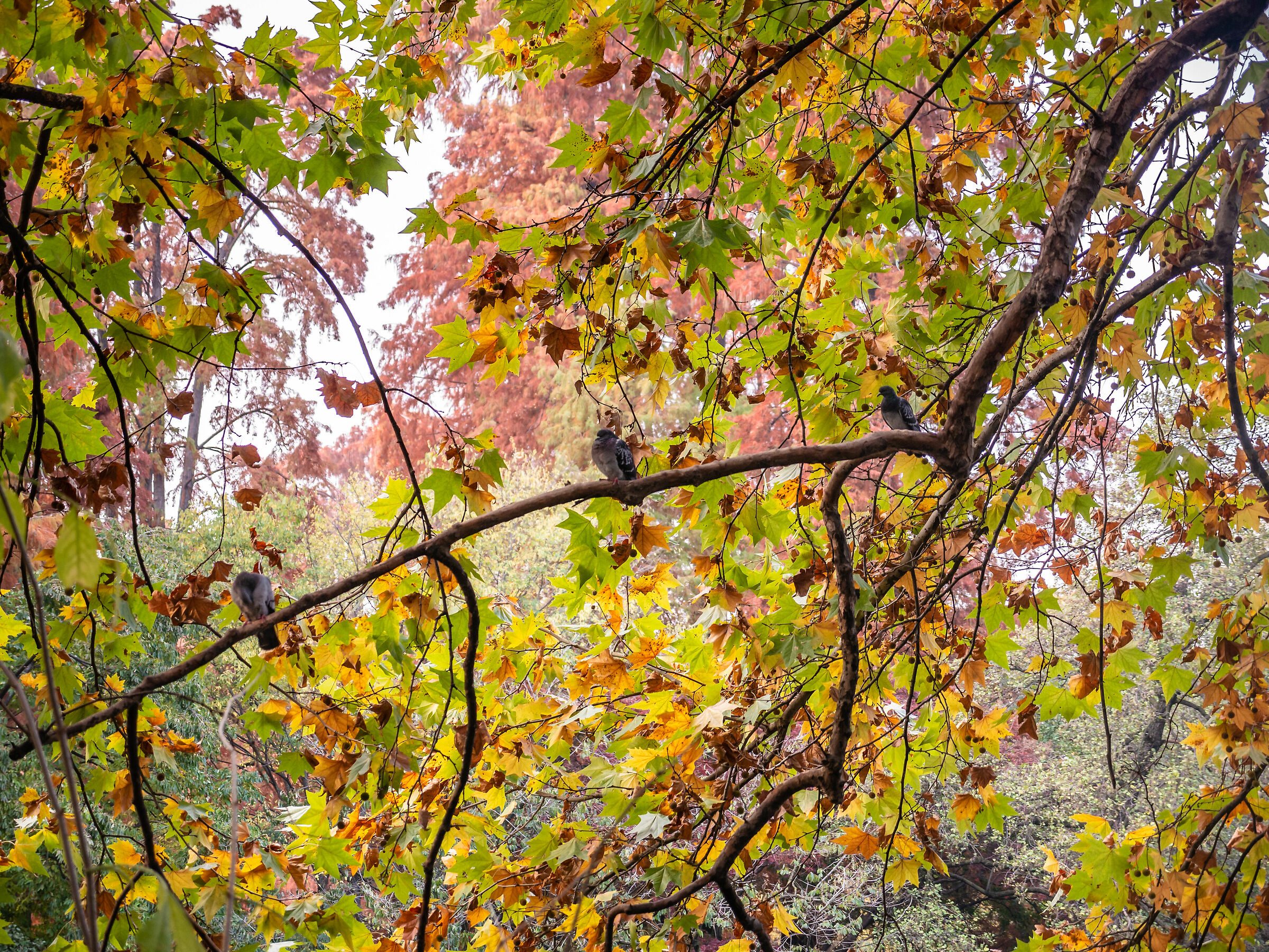 Foliage - Giardini Pubblici Indro Montanelli - Milan