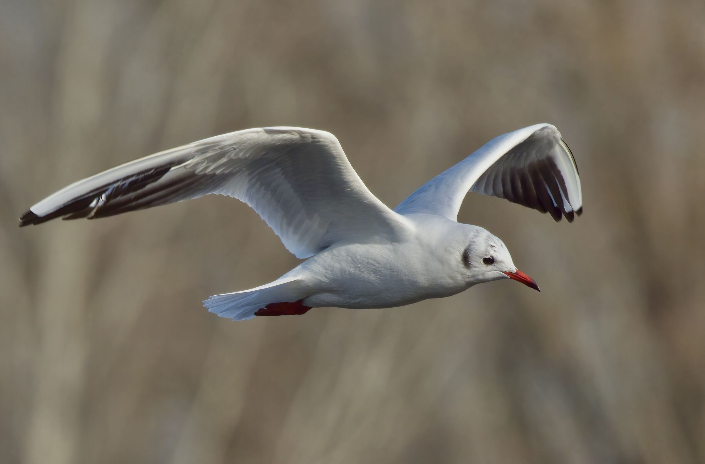 Il volo del gabbiano