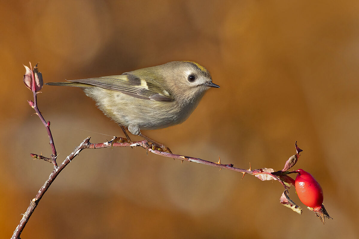 Regolo su rosa canina