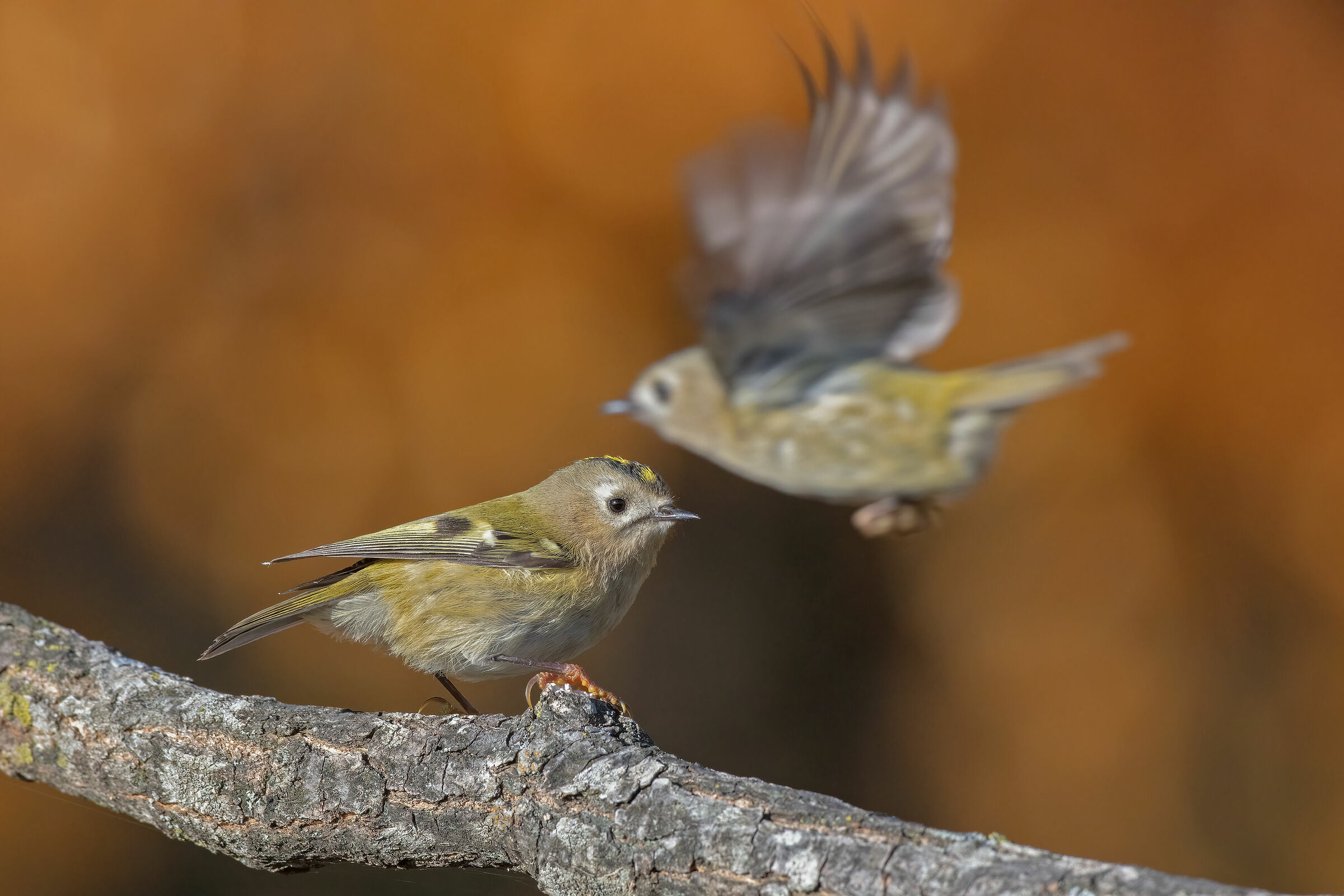 Inaspettato nel mirino