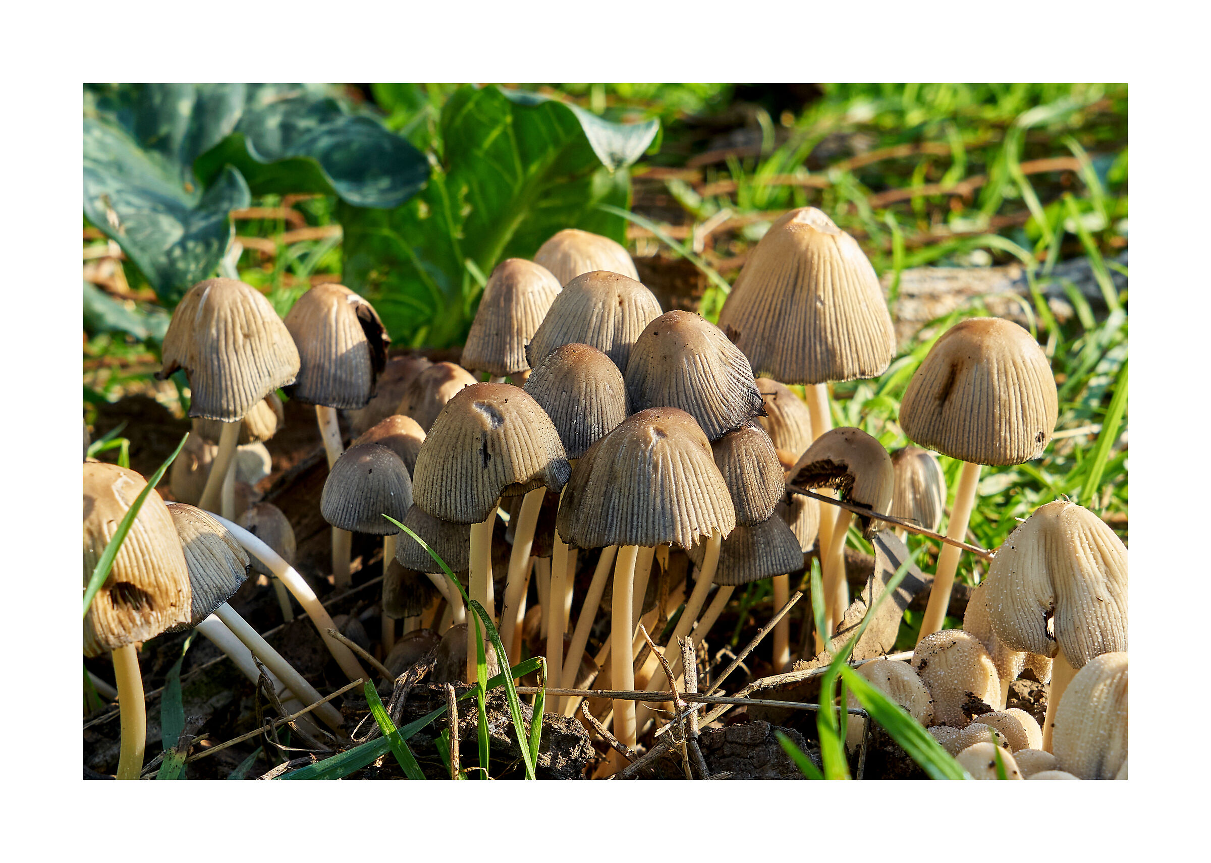 Funghi