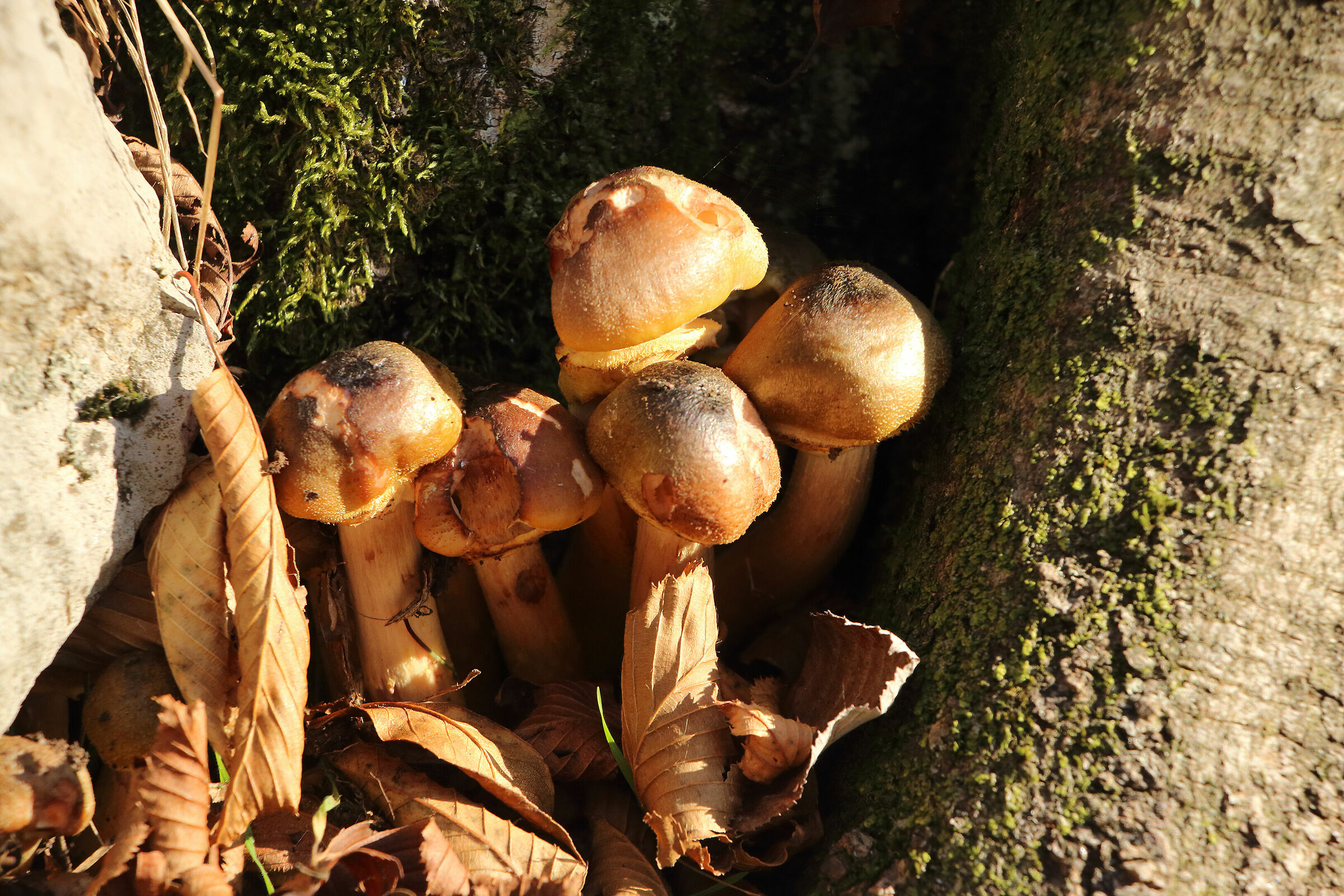 protetti in una nicchia