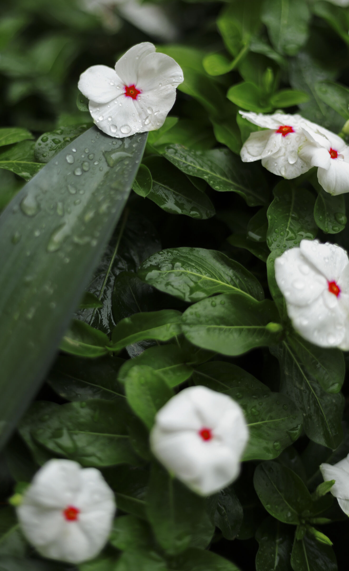 Bianco