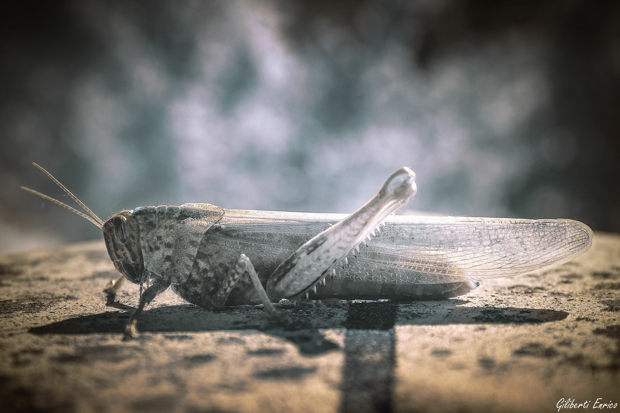 Infrared Locust