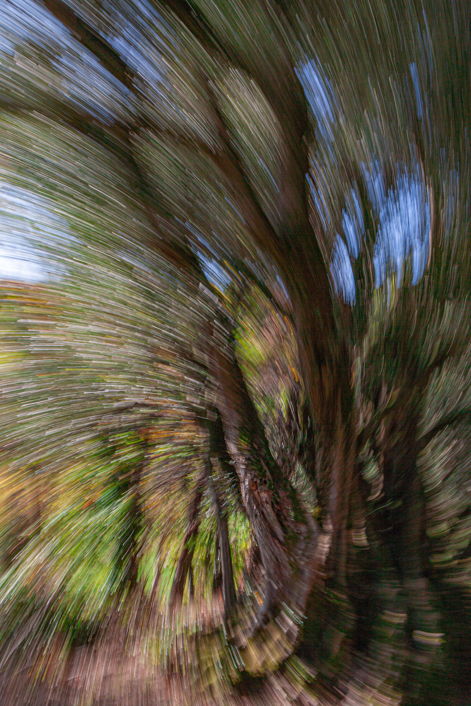 Painted millennial olive tree