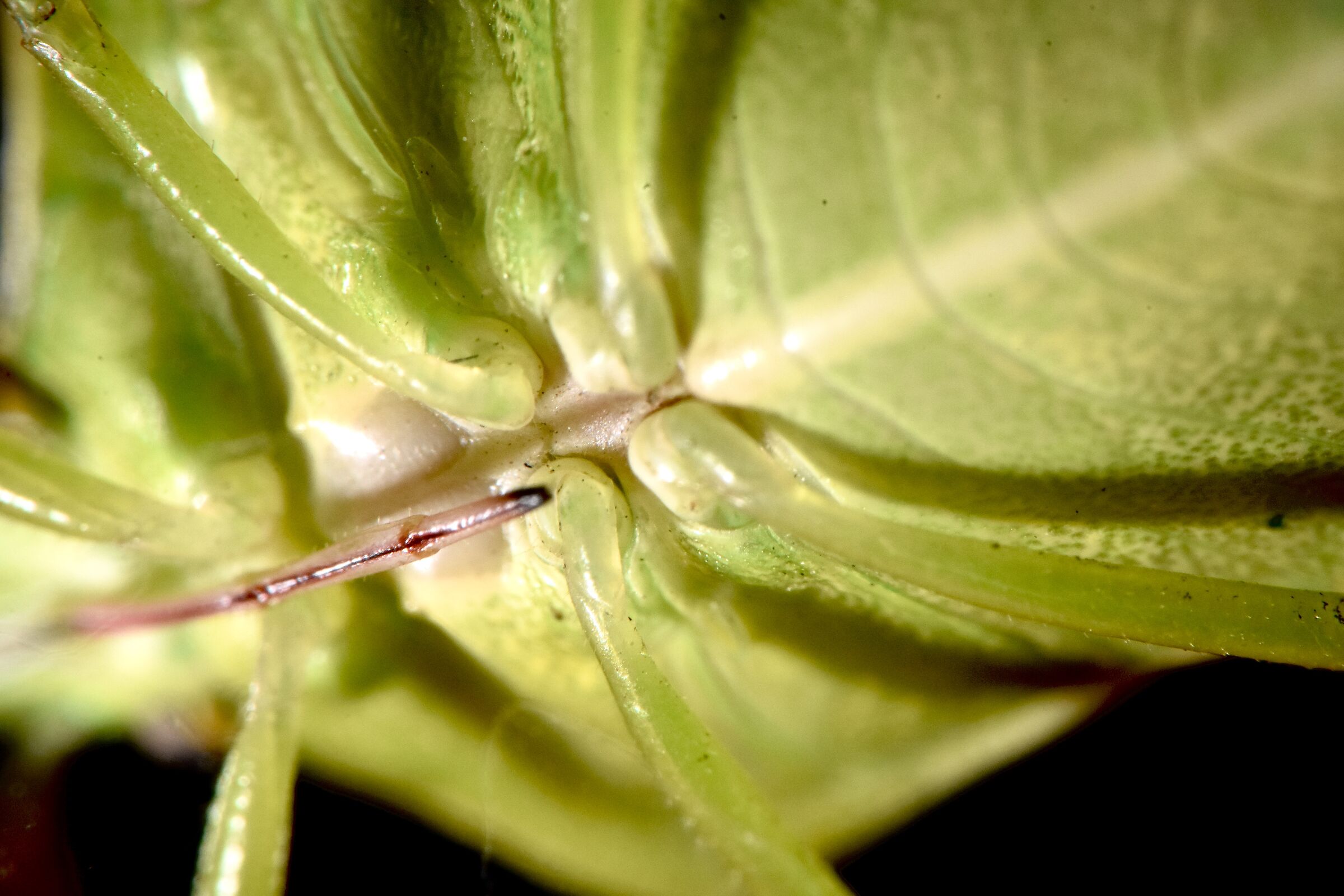 palomena prasina ventre