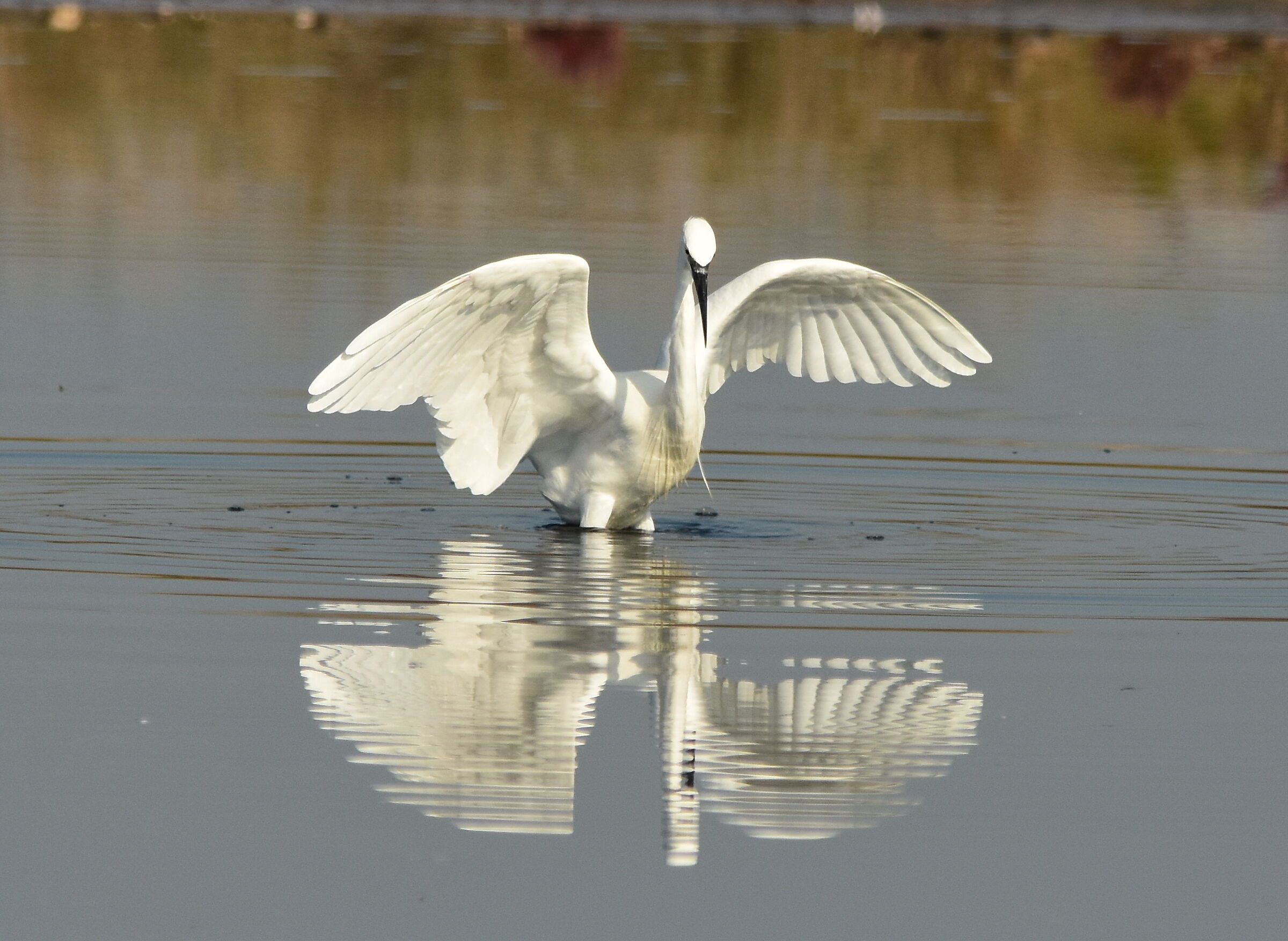 Garzetta ad ali aperte