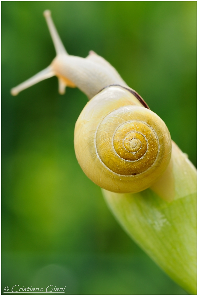 Snail