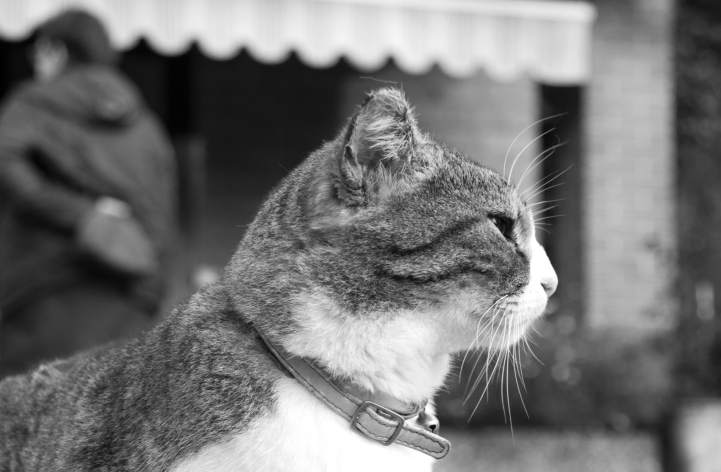 I keep an eye on you humans