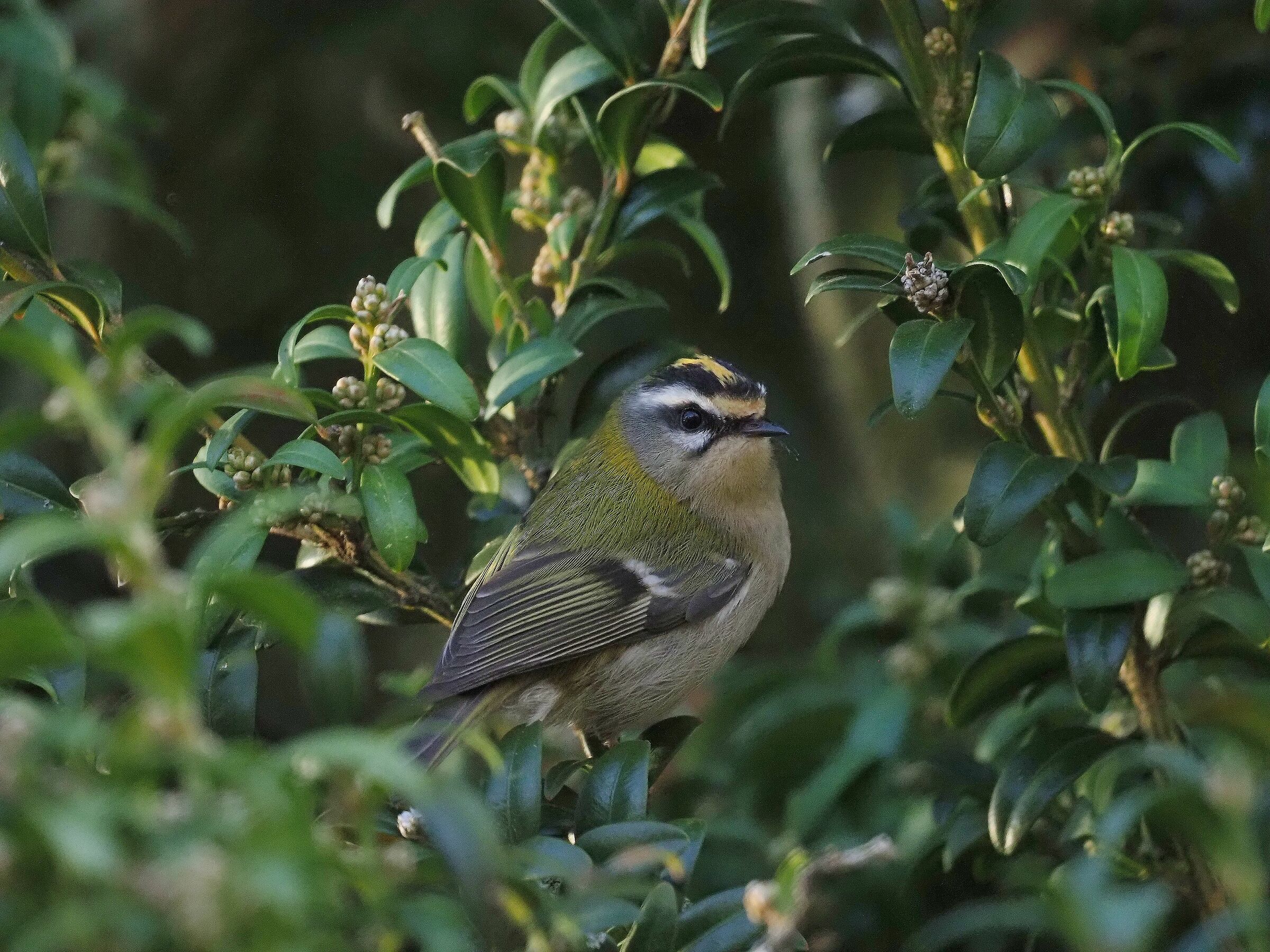 fiorrancino (Regulus ignicapillus)