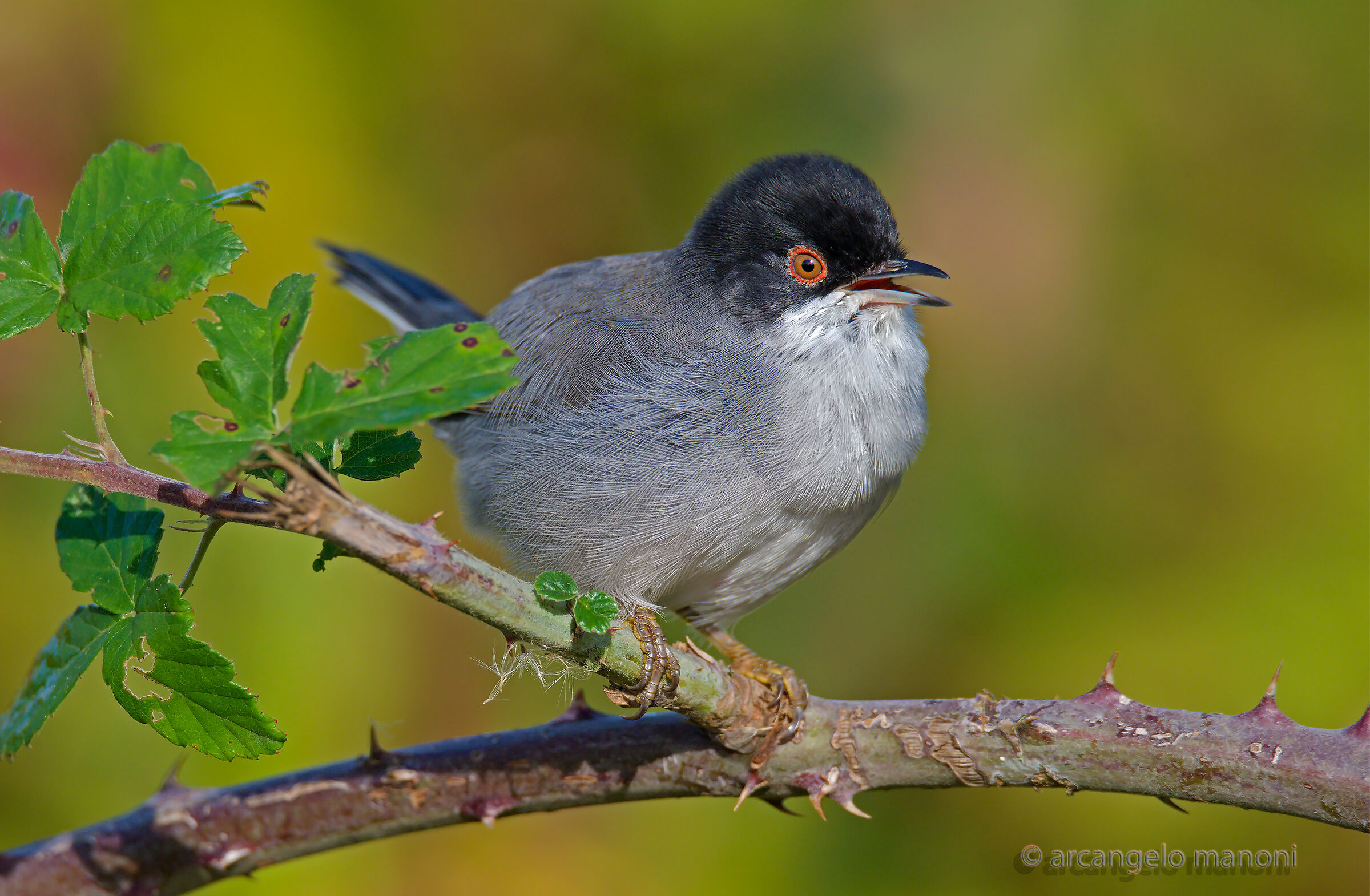 The Song of the Wink