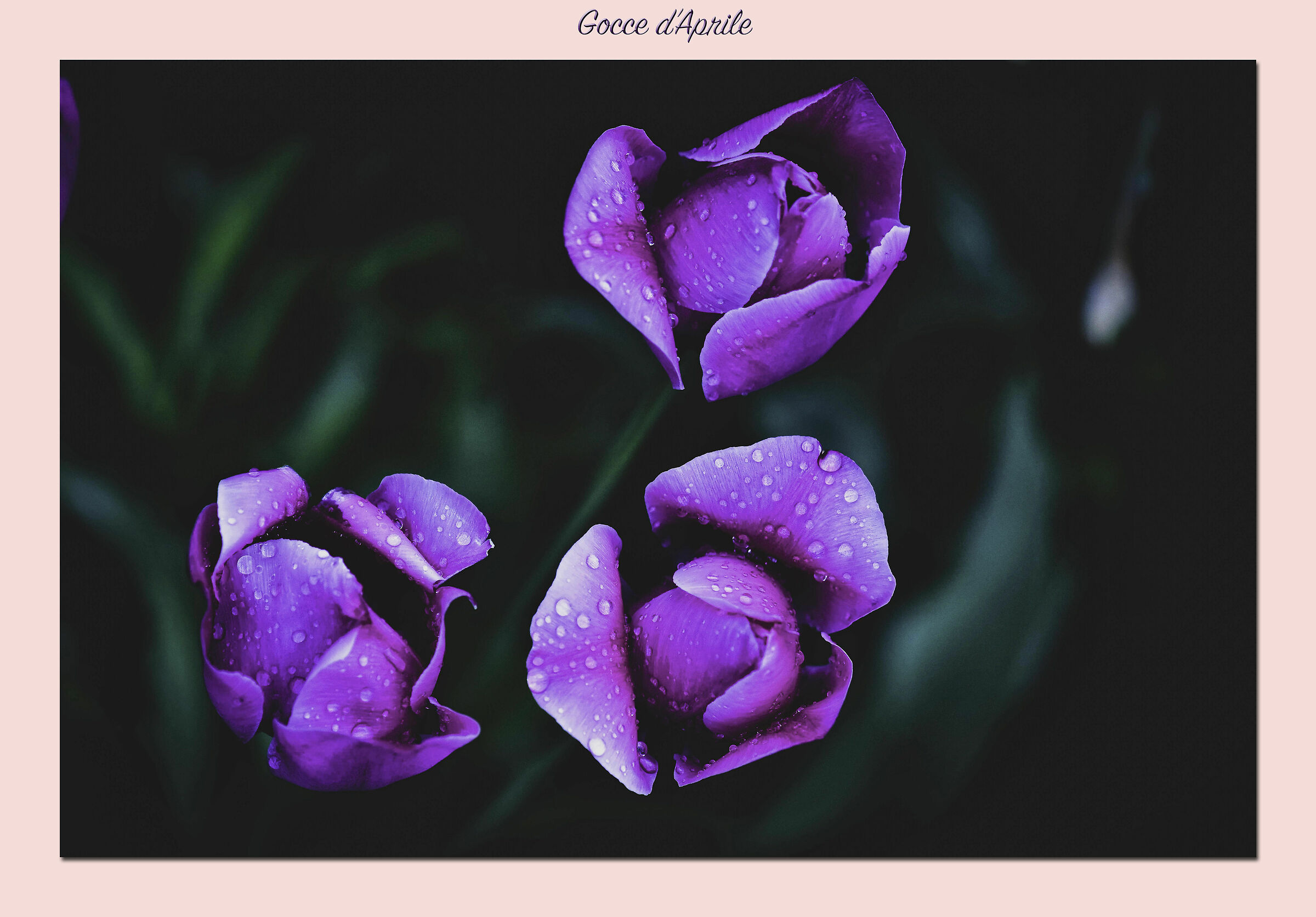 Gocce d'Aprile