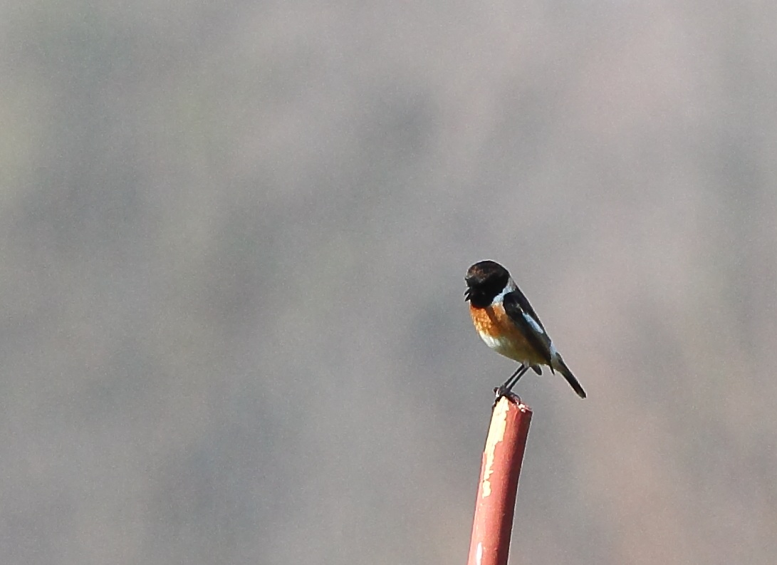 pettirosso con il casco