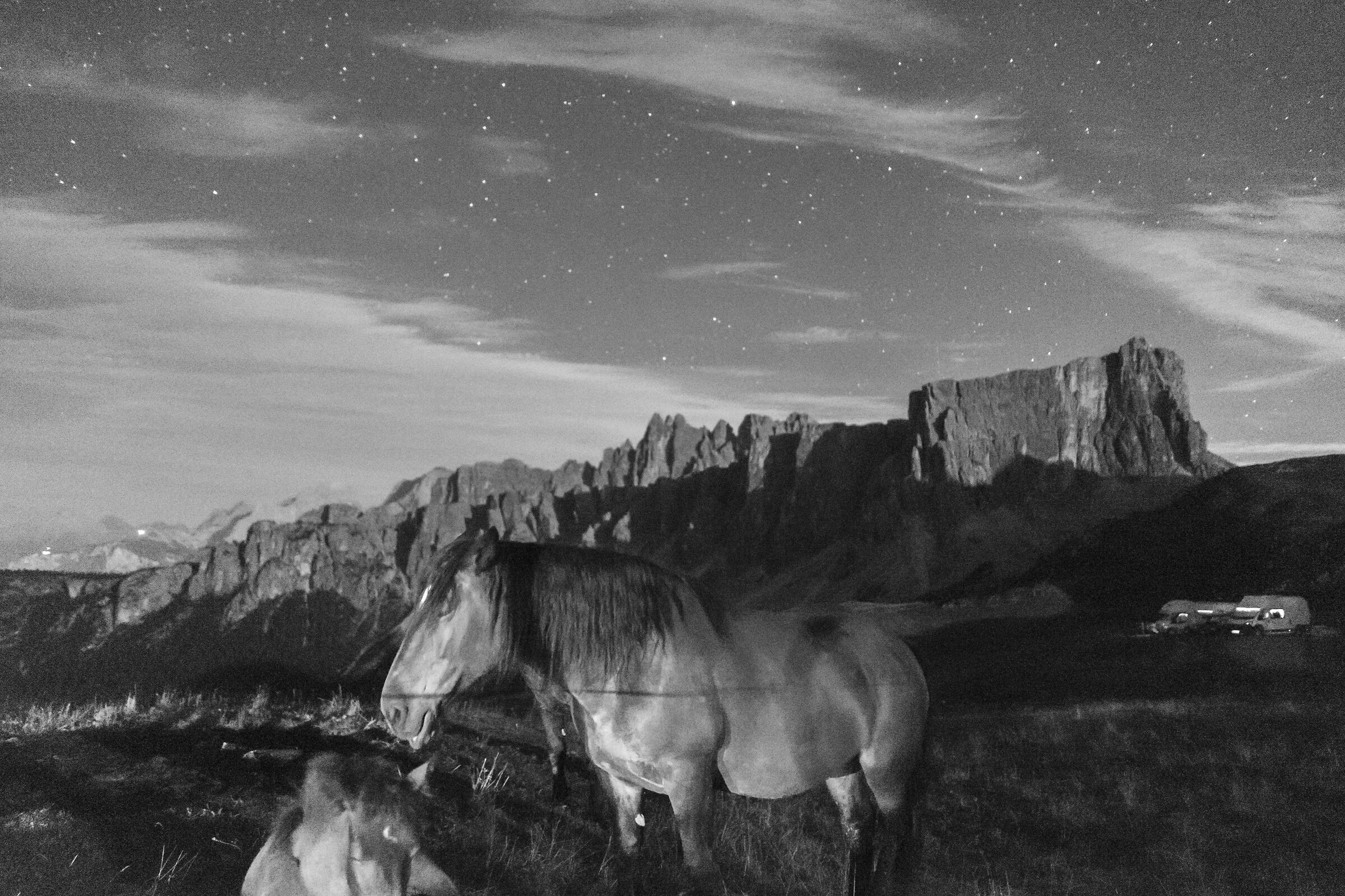 Horses at night BN