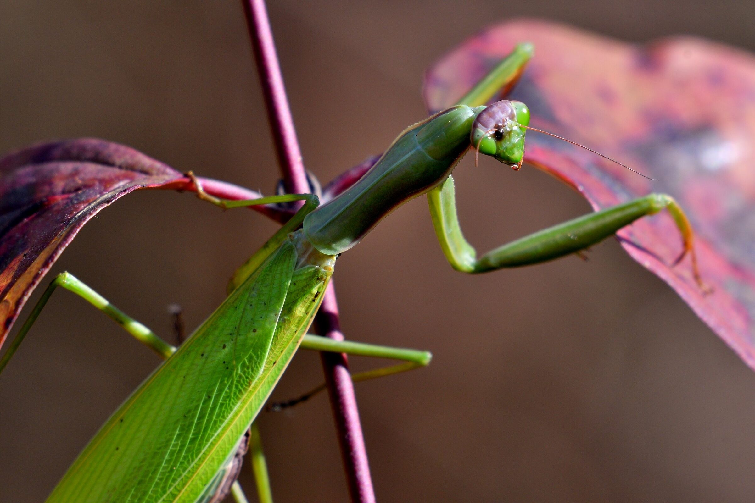 lady mantis