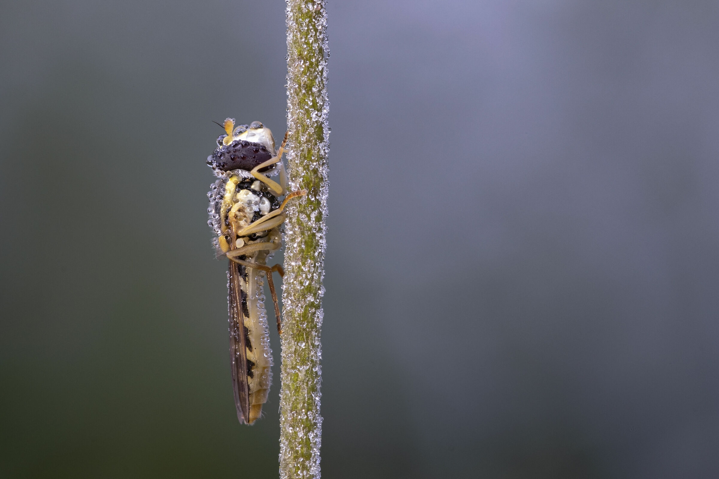 Sphaerophoria scripta