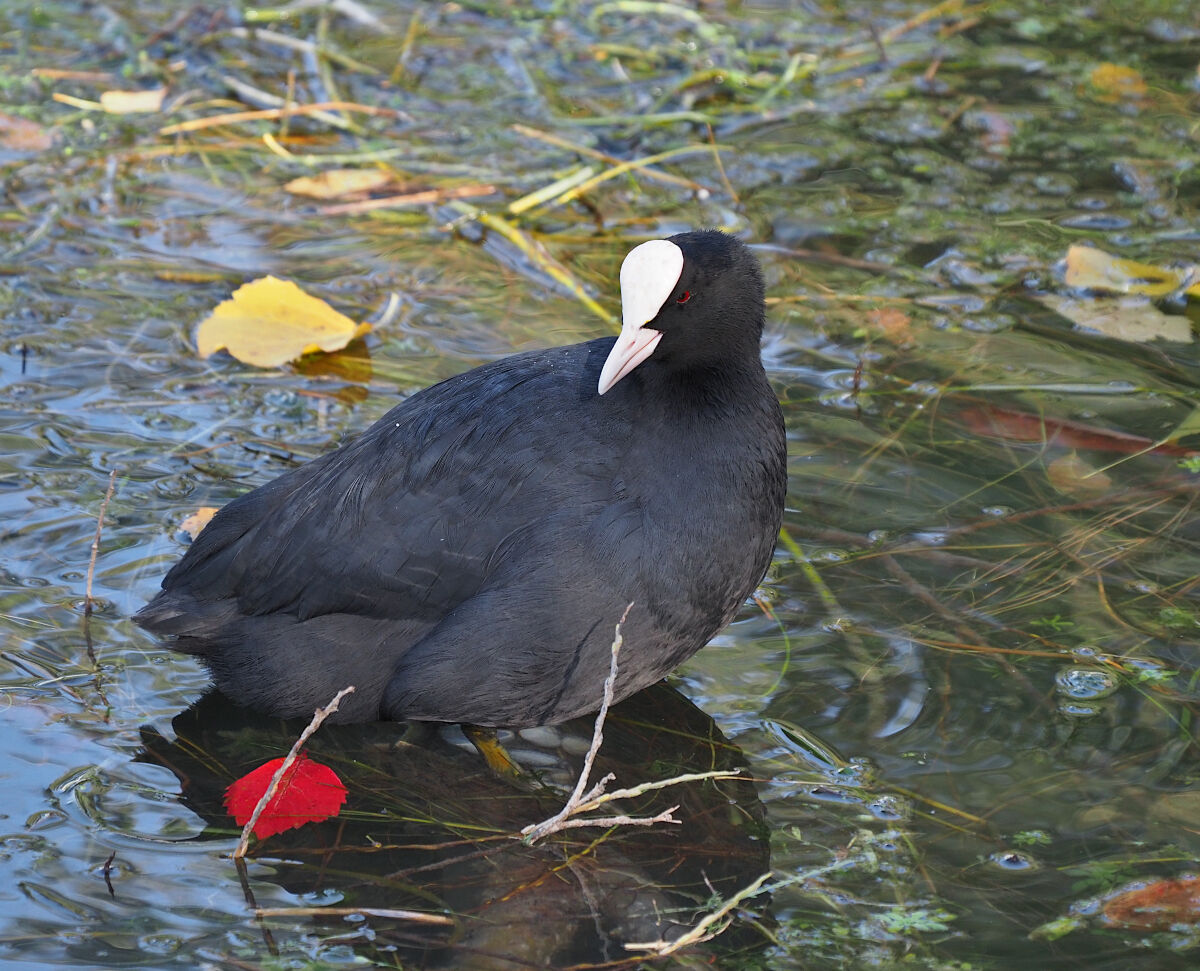 The coot and the leaflet