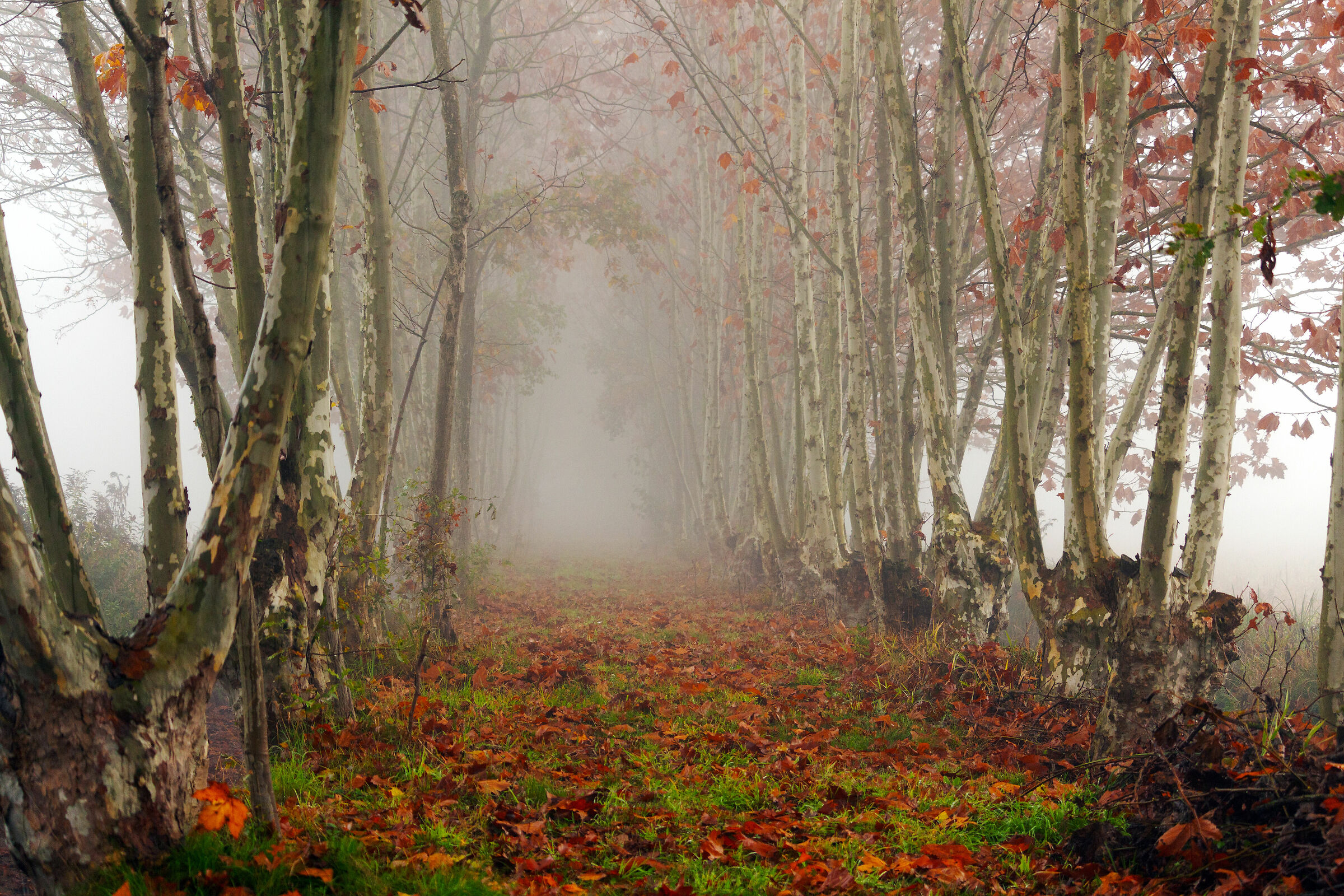 verso la nebbia...dalla parte opposta