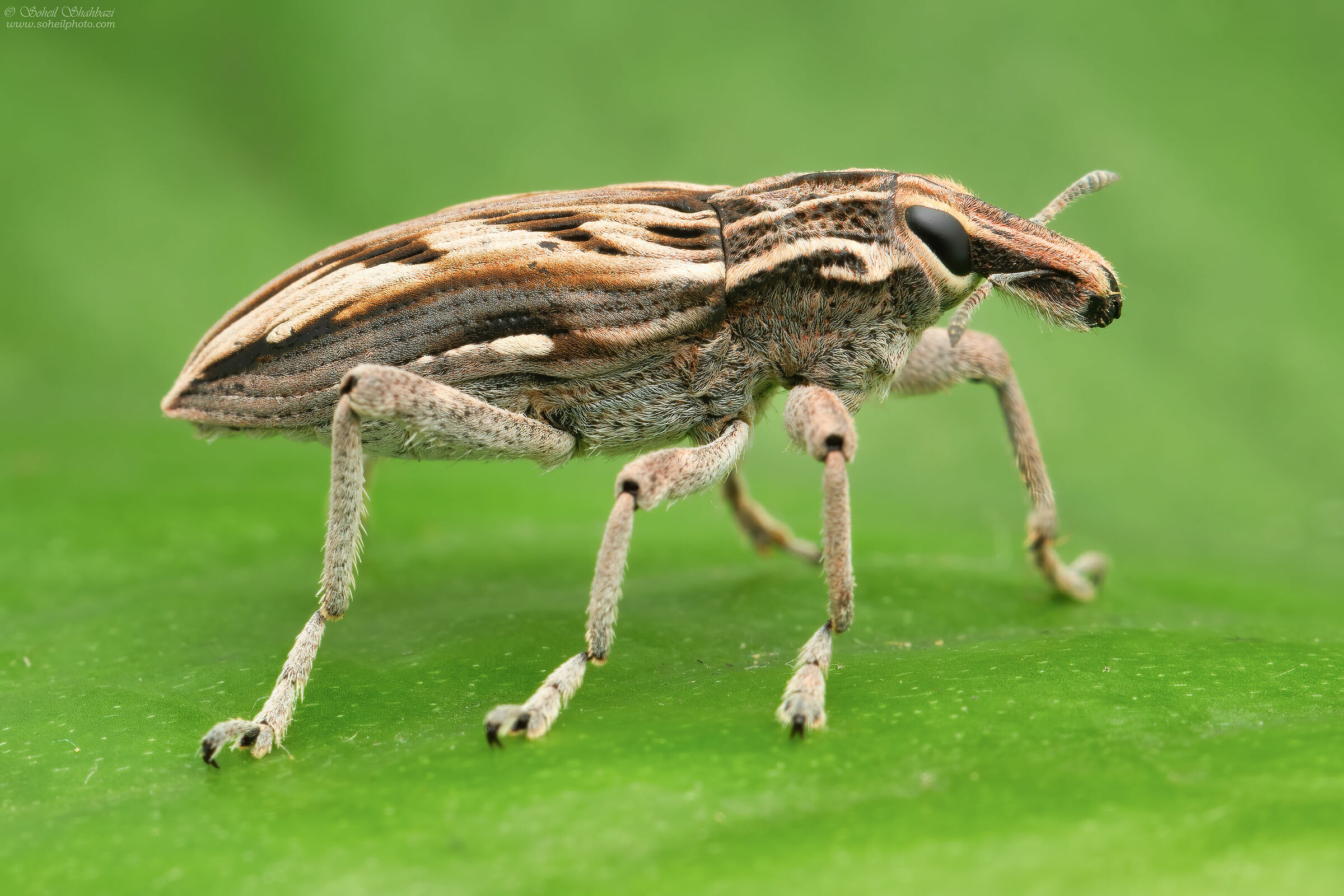 Weevil