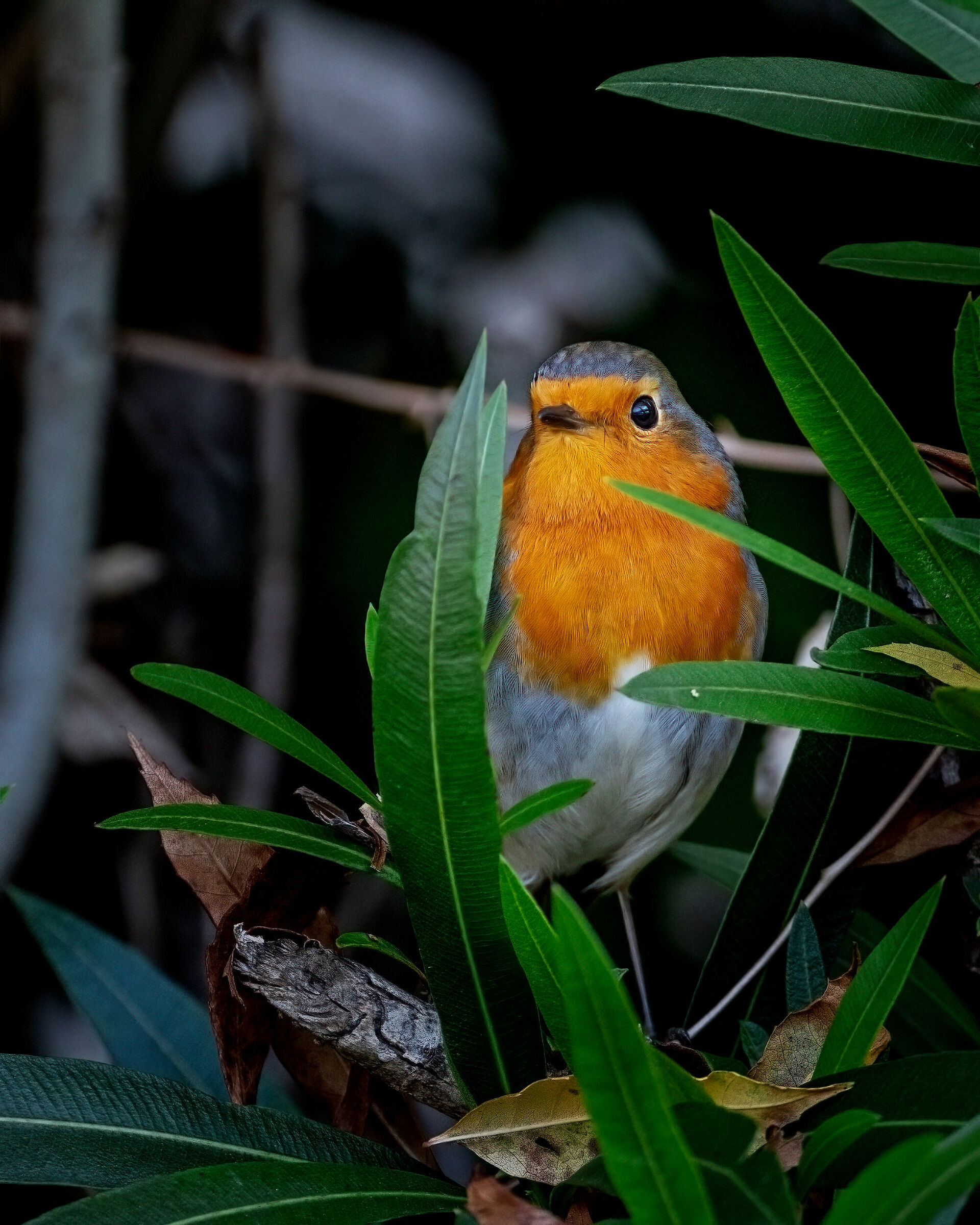 Pettirosso nascosto nell'oleandro