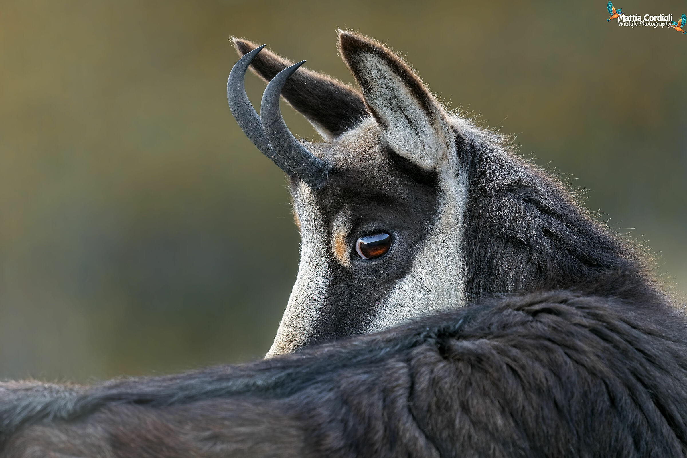 Dawn in the eyes of the young Suede...