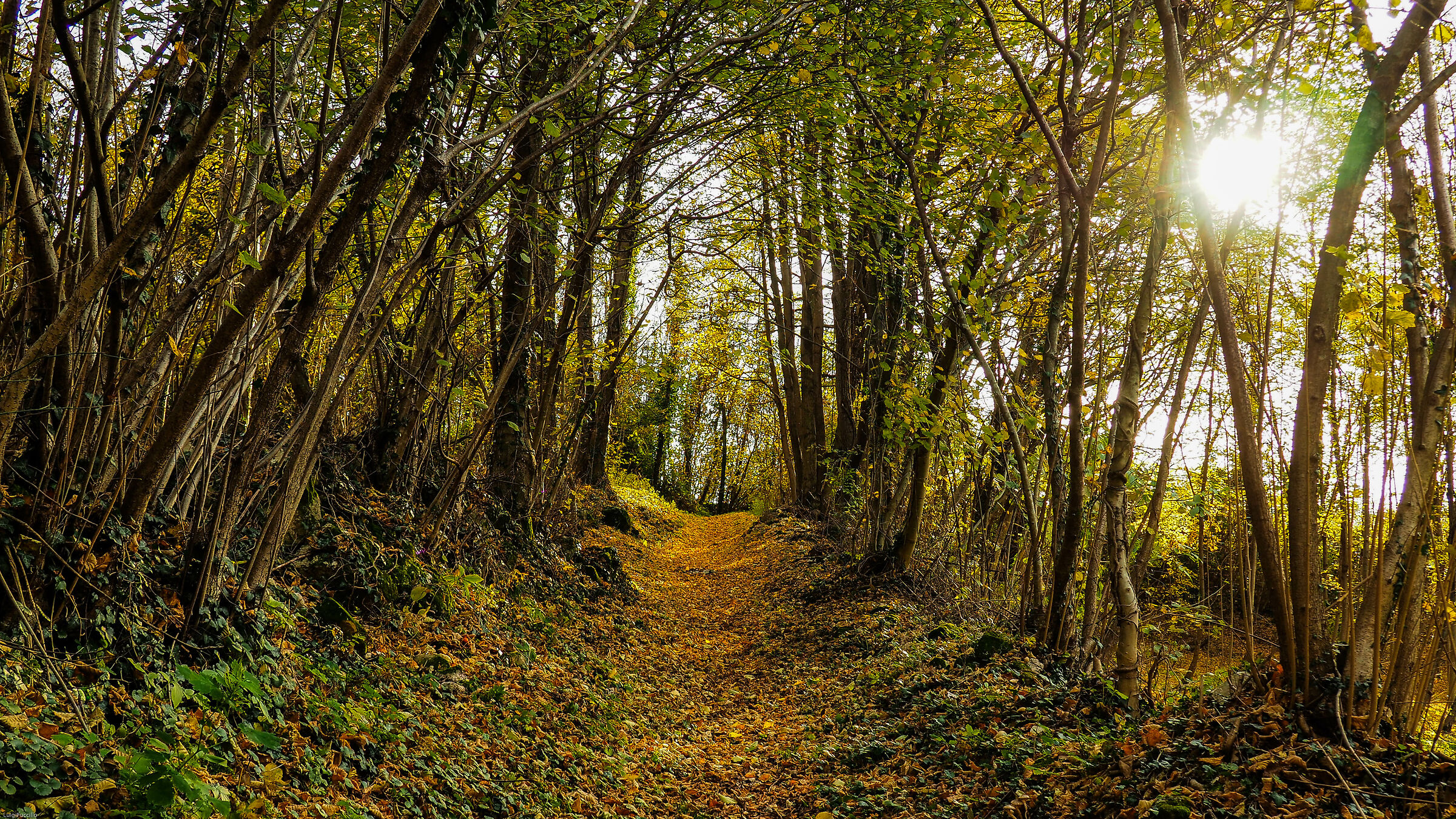 Autumn