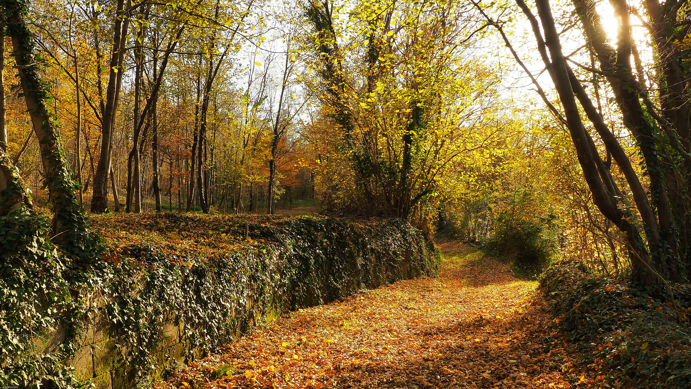 the wall