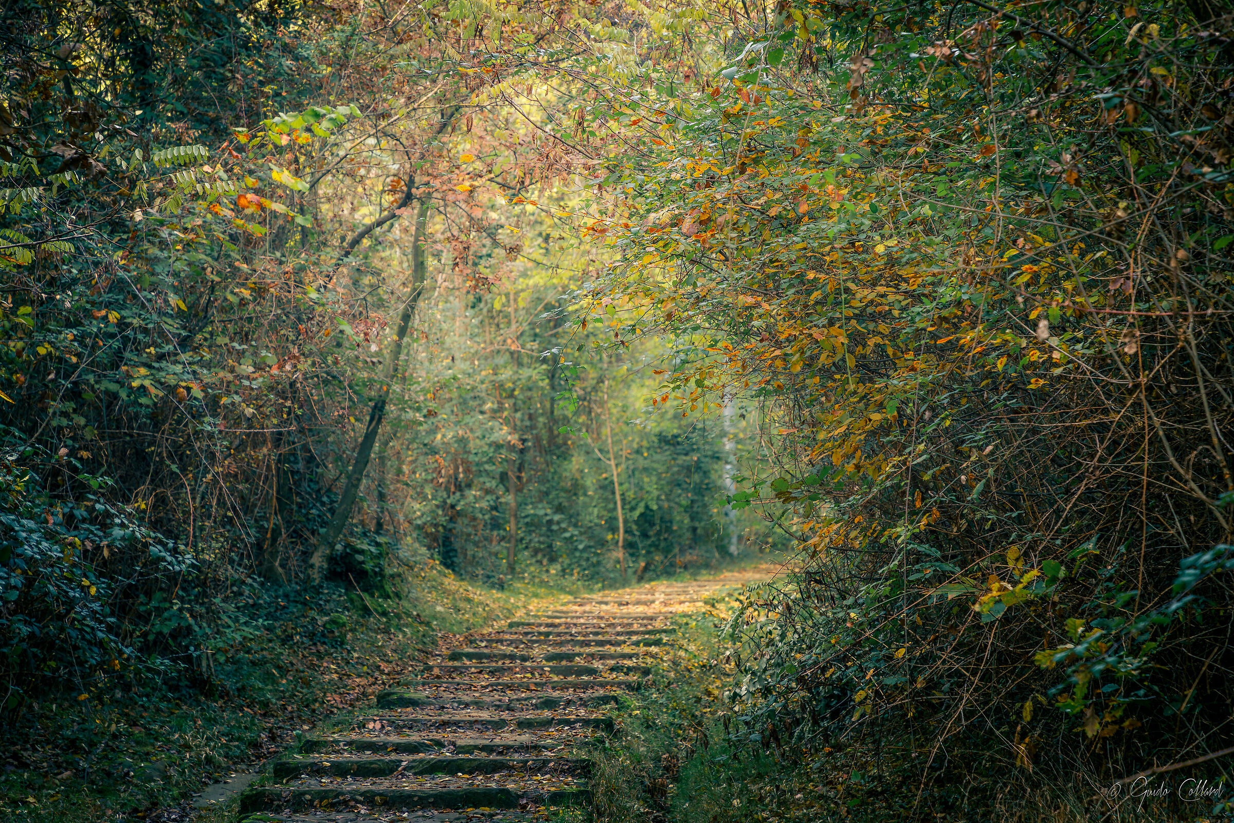 Autumn trail