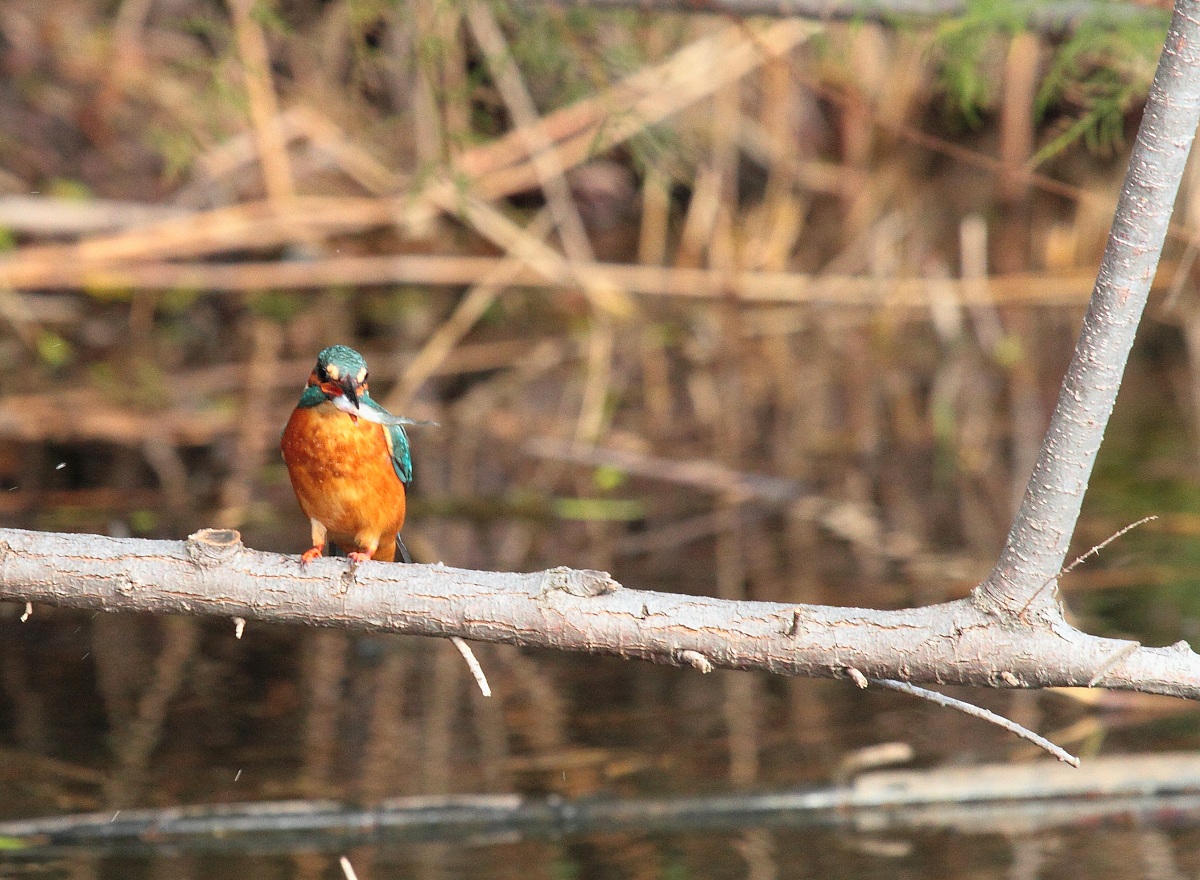 martino con il pesce