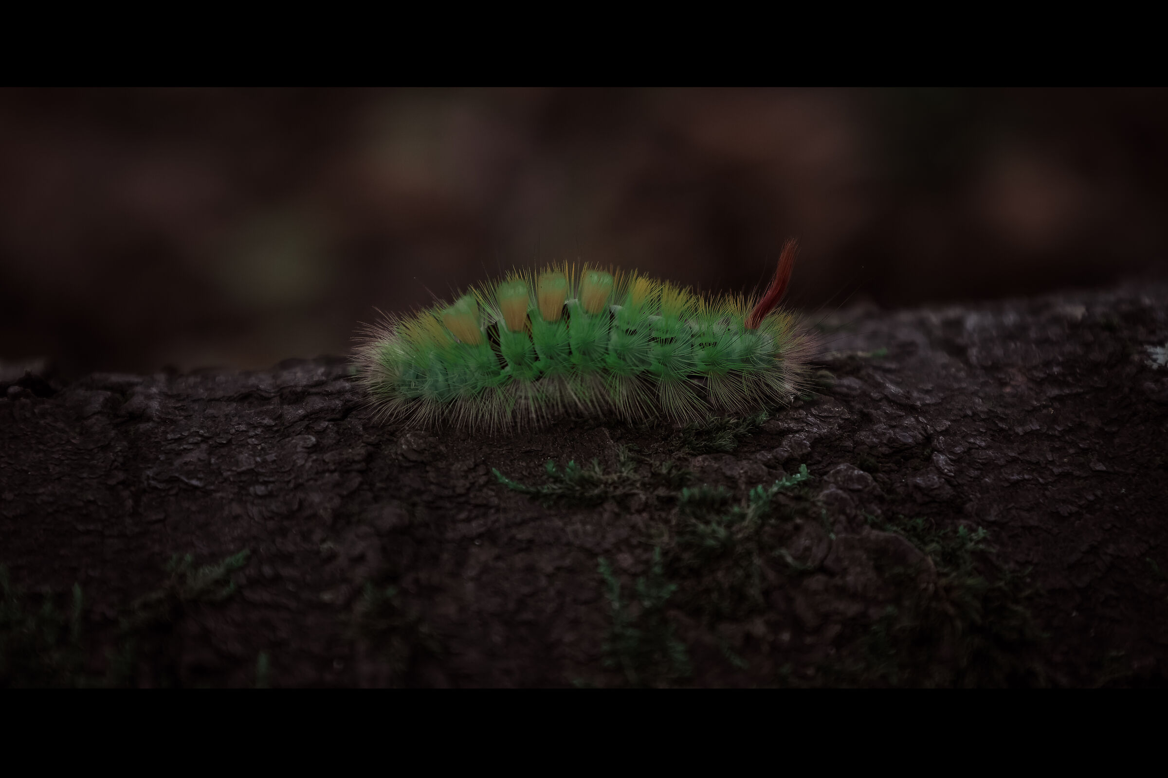 il piccolo mondo della natura