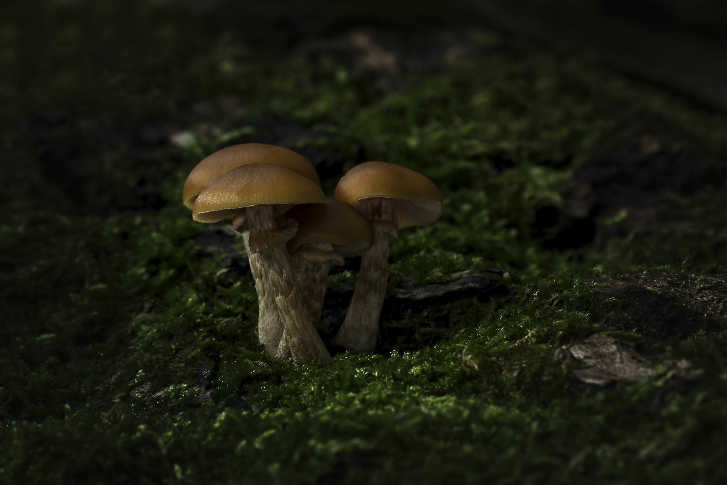 Hiding together