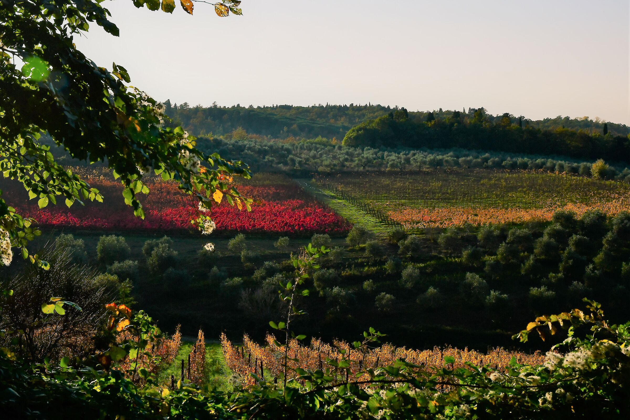 colorful vineyards
