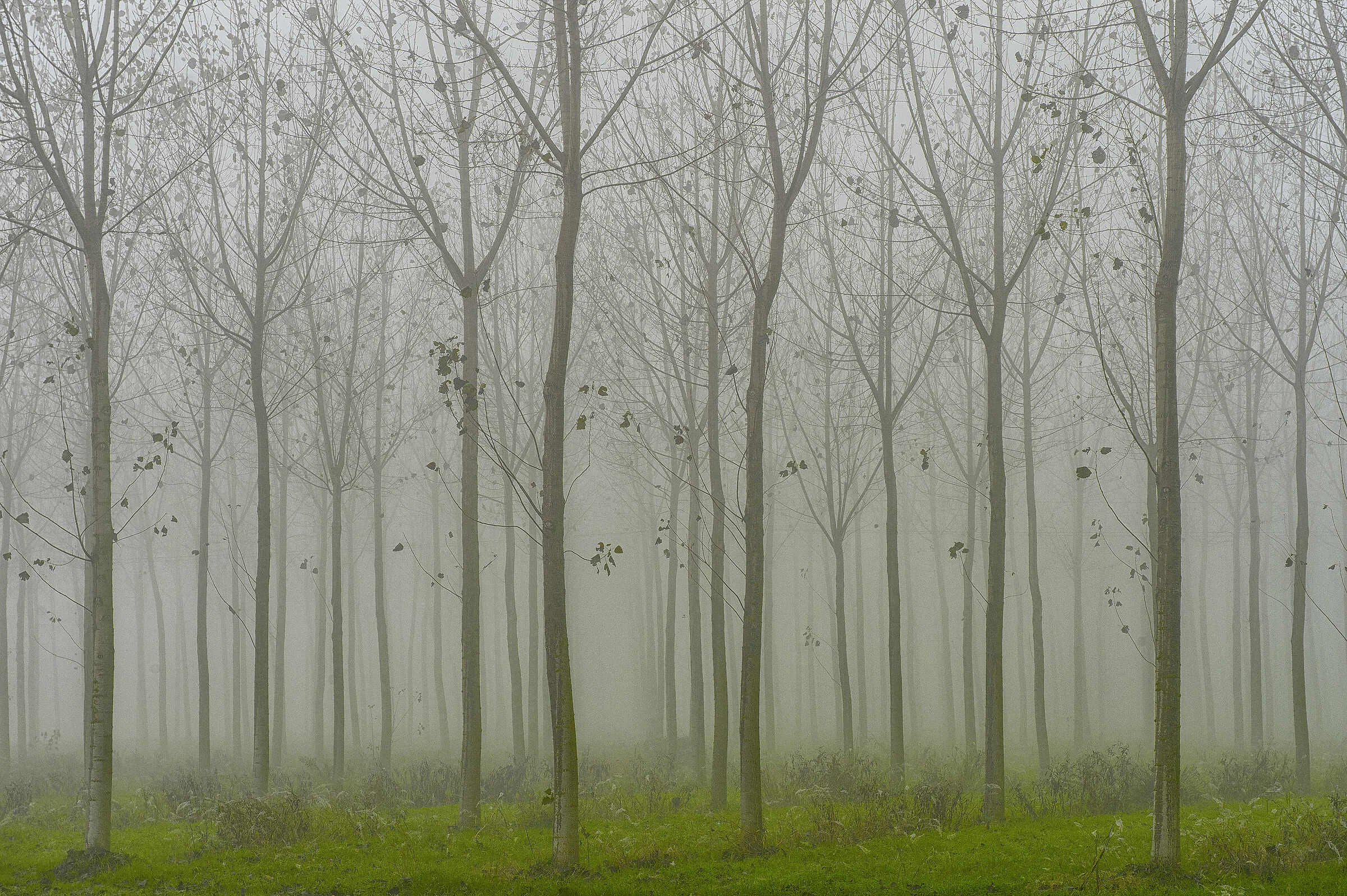 Nebbia in Lomellina 2